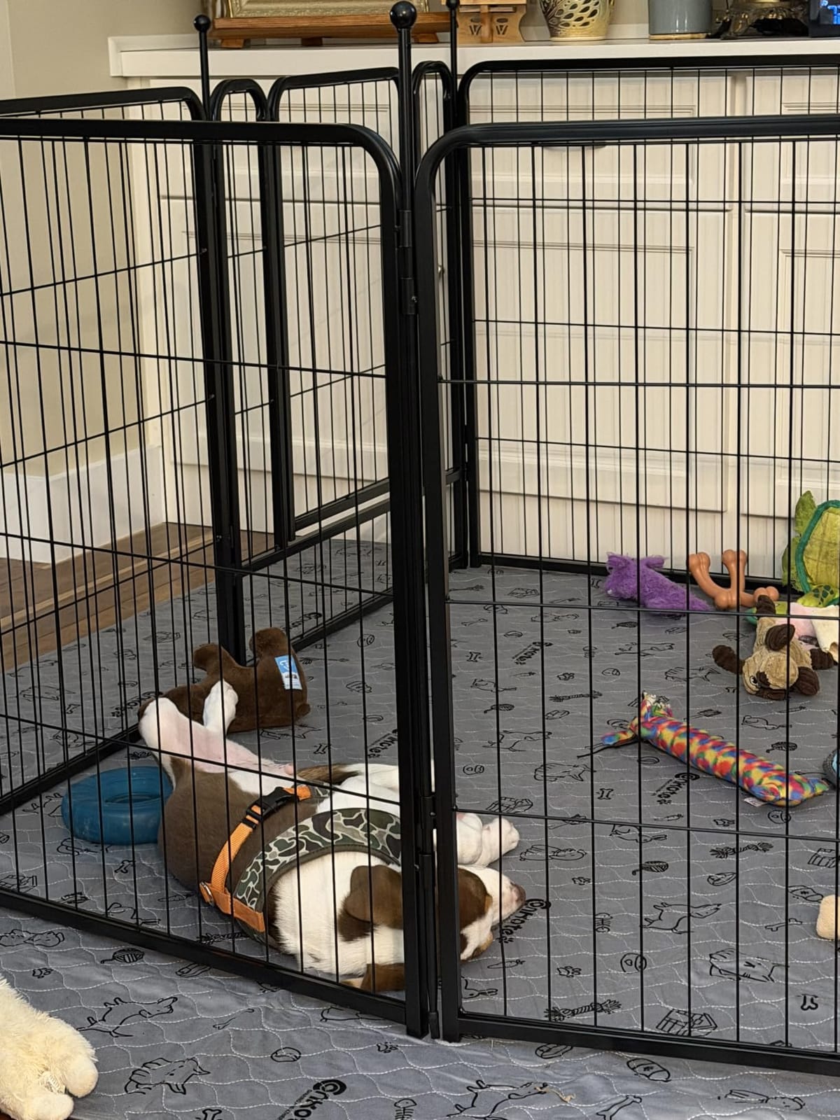 FXW Rollick Unleashed Dog Playpen for Indoor, Yard, RV Camping, 24 inch 8 Panels for Small and Puppy Dogs, Black│Patented customer photo 1