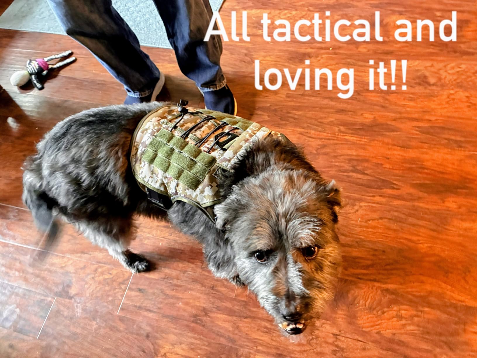 Joytale Tactical Bungee Dog Leash, Shock Absorbing No Pull, Coyote Brown | for Large Dogs That Pull, 2 Padded Handles for Control, Car Seatbelt Clip, Reflective for Night Safety, Metal Frog Clip customer photo 1