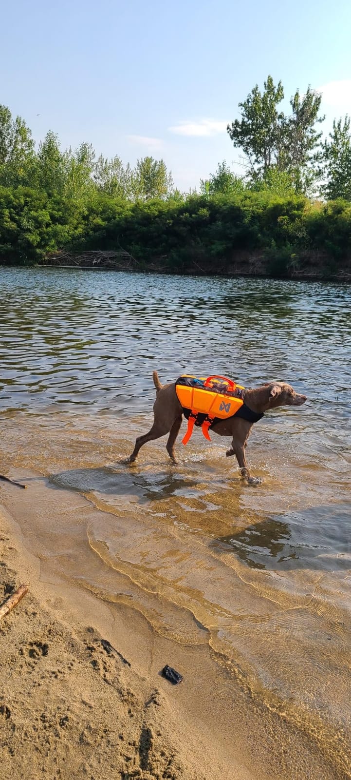 Non-stop dogwear Protector Life Jacket, Innovative Dog Life Jacket, Breathable Dog Swimming Vest with Ergonomic Design for Full Freedom of Movement, Black/Orange, Size 5 customer photo 1