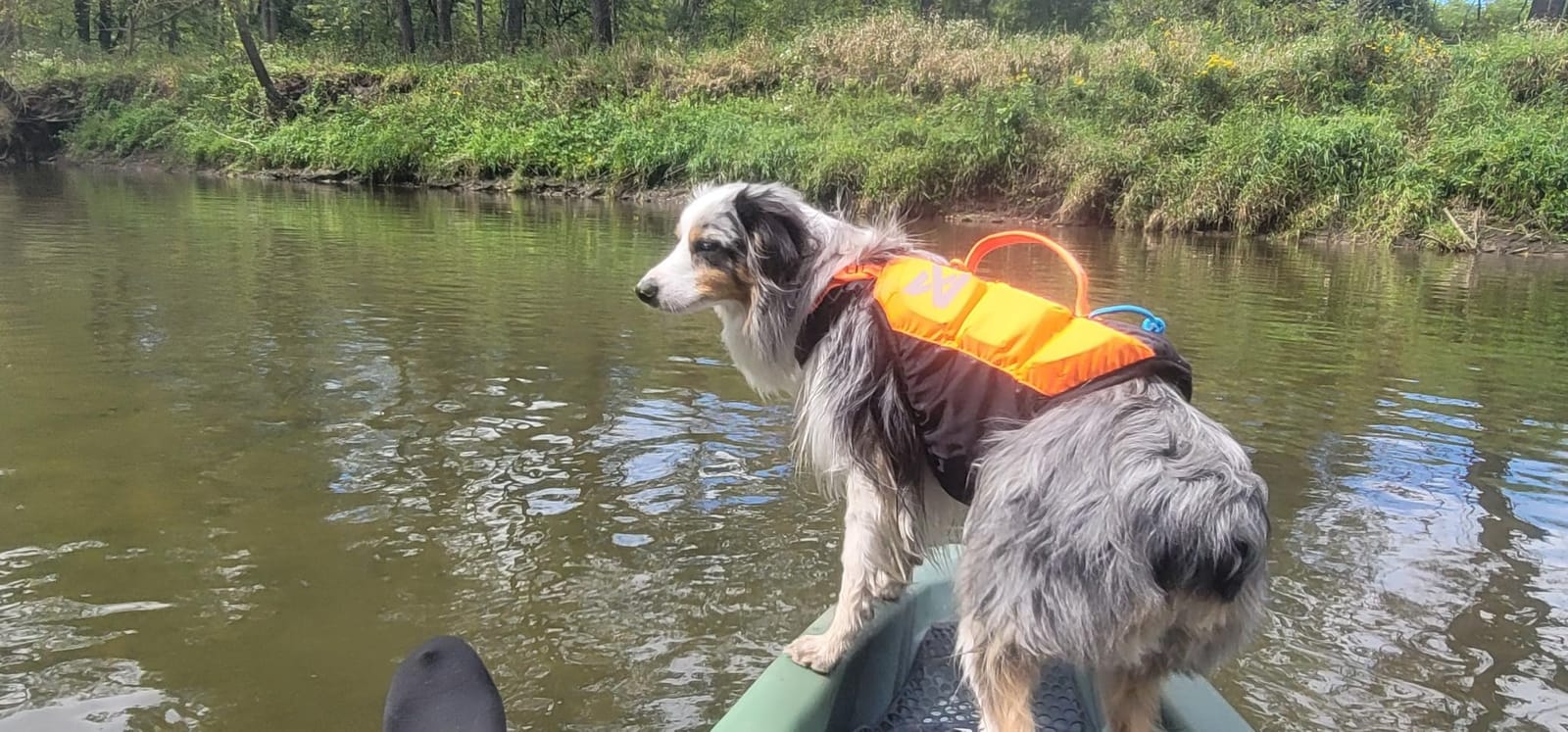 Non-stop dogwear Protector Life Jacket, Innovative Dog Life Jacket, Breathable Dog Swimming Vest with Ergonomic Design for Full Freedom of Movement, Black/Orange, Size 5 customer photo 2