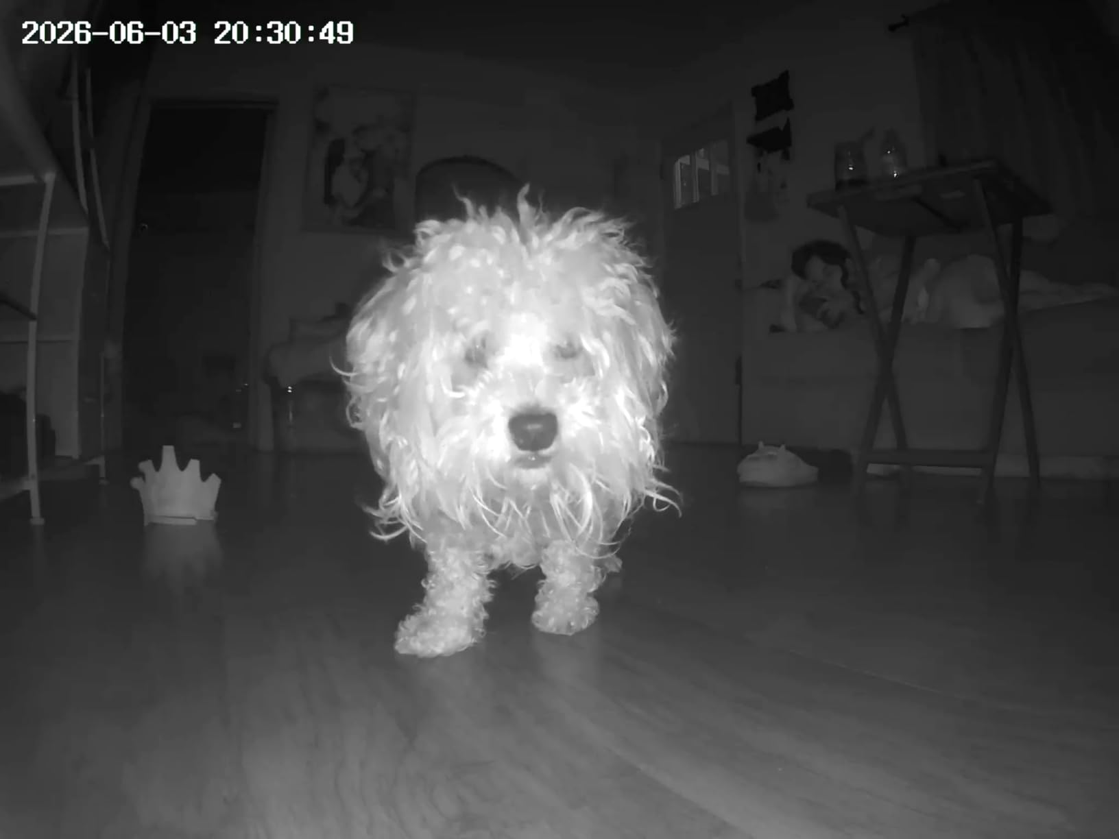 TKENPRO 2K Pet Camera Treat Dispenser, 360°View Dog Camera with Phone App, 5G&2.4G WiFi 2-Way Talk Pet Cam Indoor for Cats Remote Treat Tossing, Motion Alerts, Auto Tracking customer photo 1