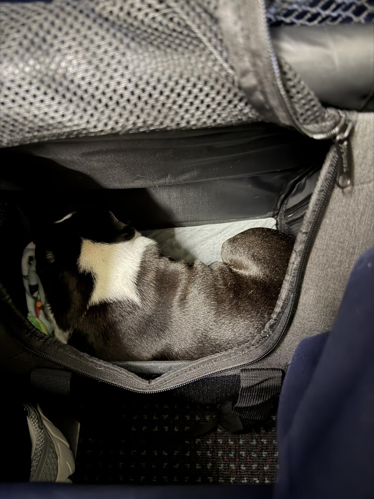 Pecute Cat Backpack with Widened Interior Space, Upgraded Dog Backpack Carrier customer photo 1