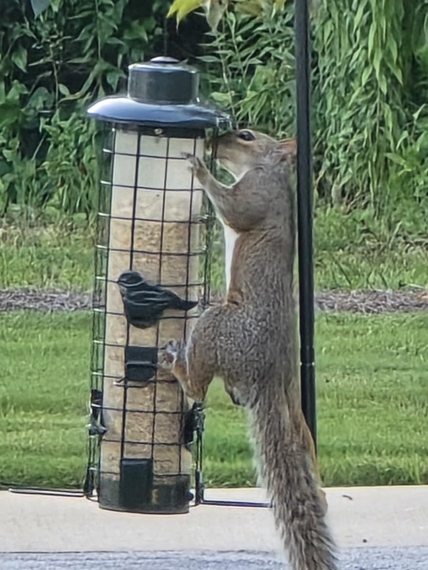 Squirrel Proof Bird Feeder, Metal Mesh Bird Feeders for Outdoors Hanging, Gravity Protection Squirrel Proof Wild Bird Feeders with Finch Cardinal Chickadee, 3LB Large Capacity, Green customer photo 1