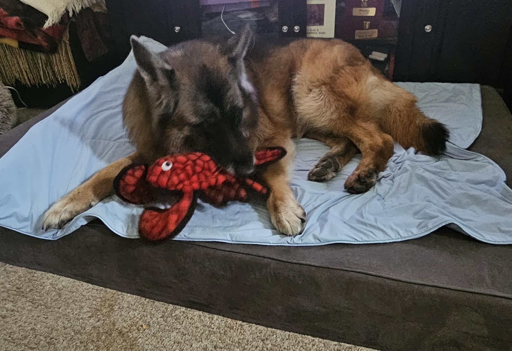 Orthopedic Dog Beds for Large Dogs, 7