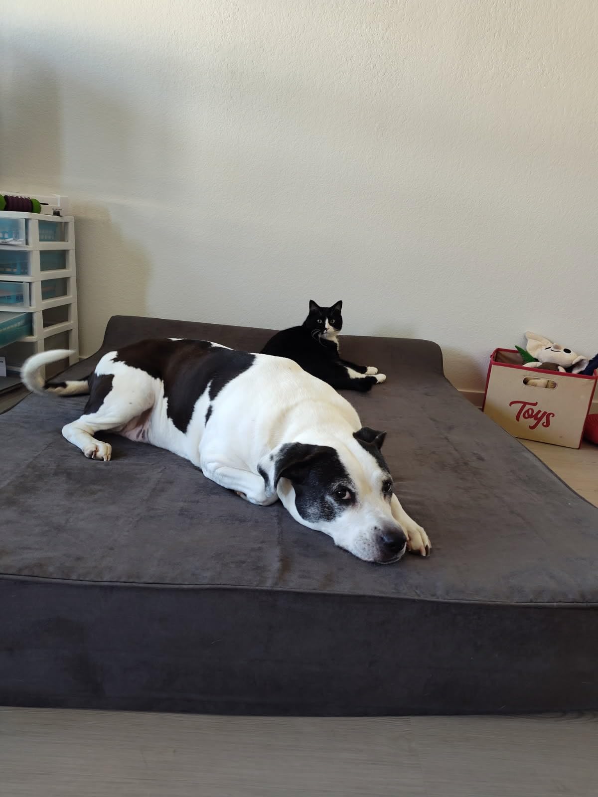 Orthopedic Dog Beds for Large Dogs, 7