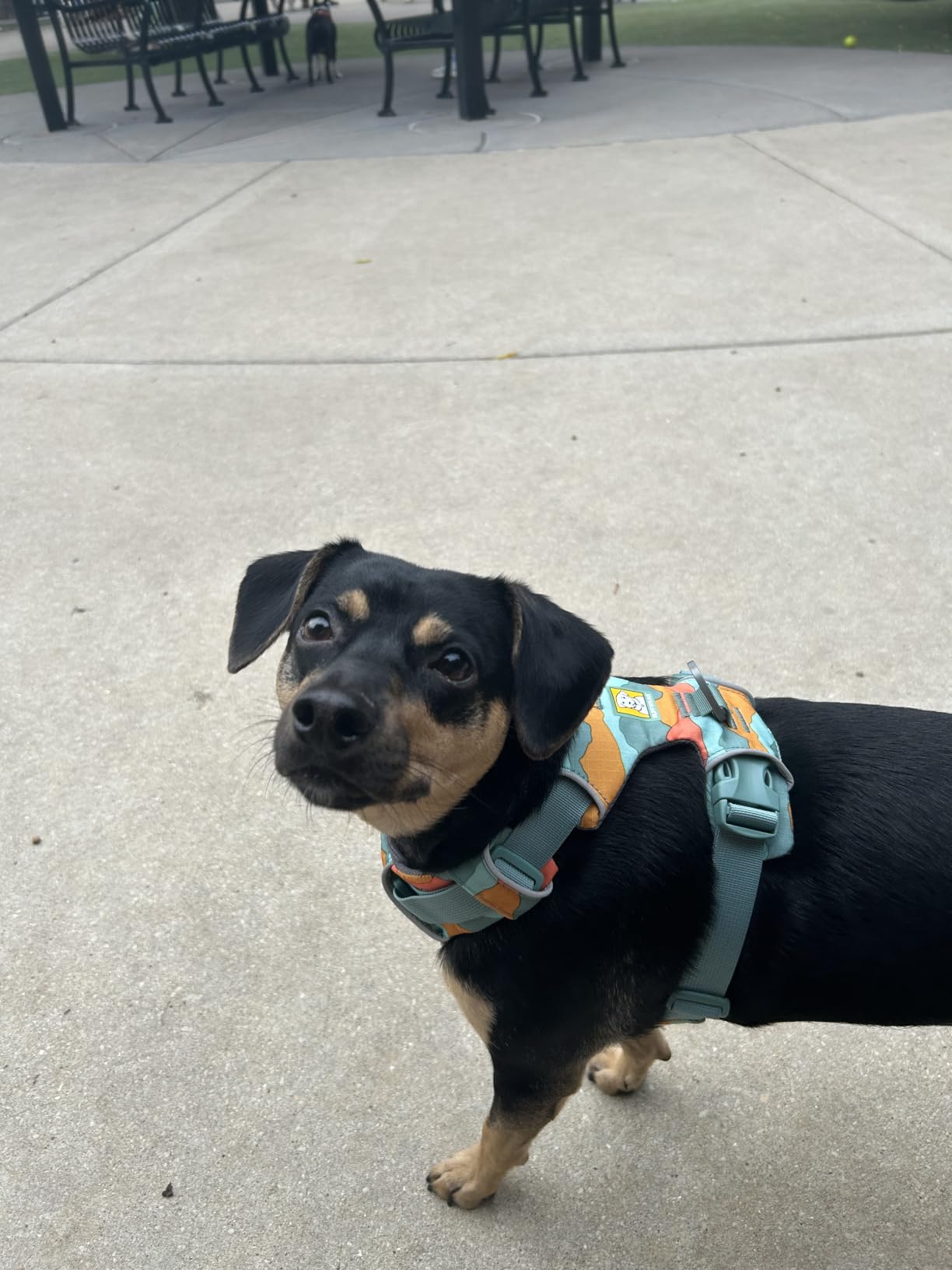Ruffwear, Front Range Dog Chest Harness, Spring Mountains, Small | Four Points of Adjustment, Foam Padded for All-Day Comfort, Two Strong Leash Attachment Points, ID Pocket and Reflective Trim customer photo 1