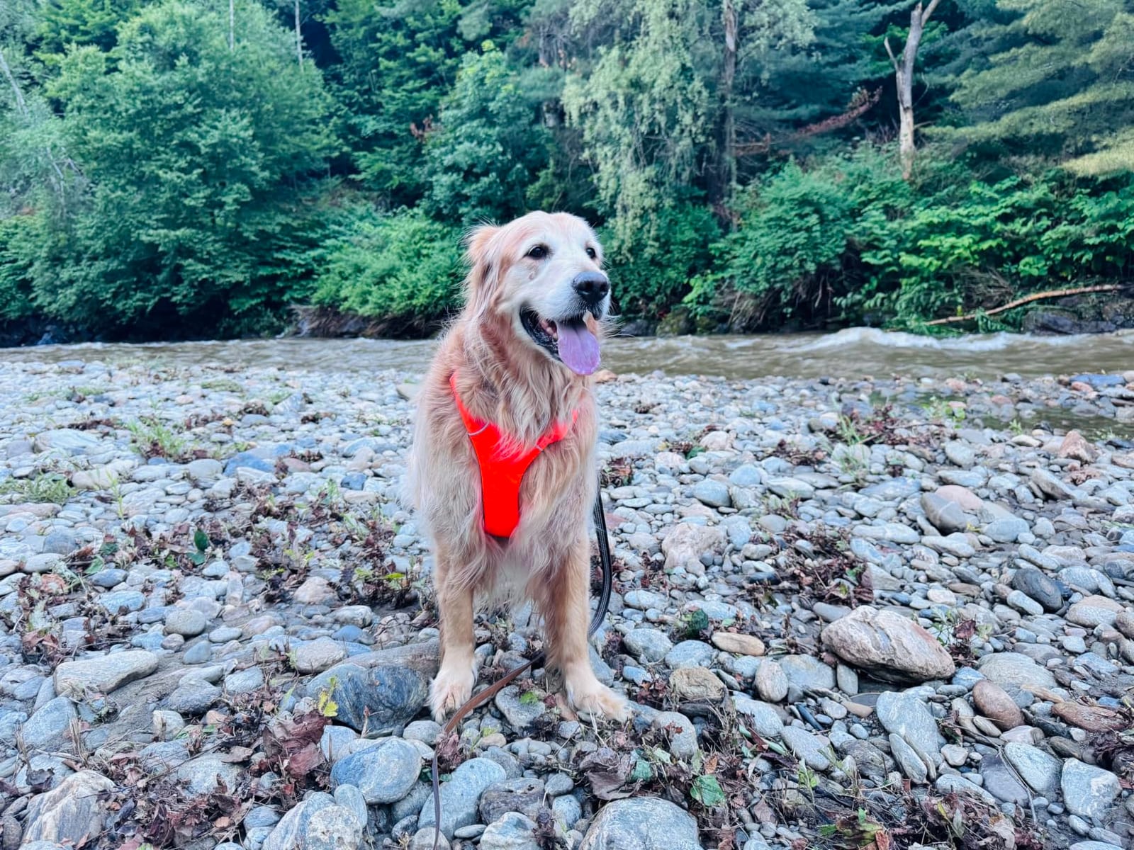 Ruffwear, Front Range Dog Chest Harness, Spring Mountains, Small | Four Points of Adjustment, Foam Padded for All-Day Comfort, Two Strong Leash Attachment Points, ID Pocket and Reflective Trim customer photo 2