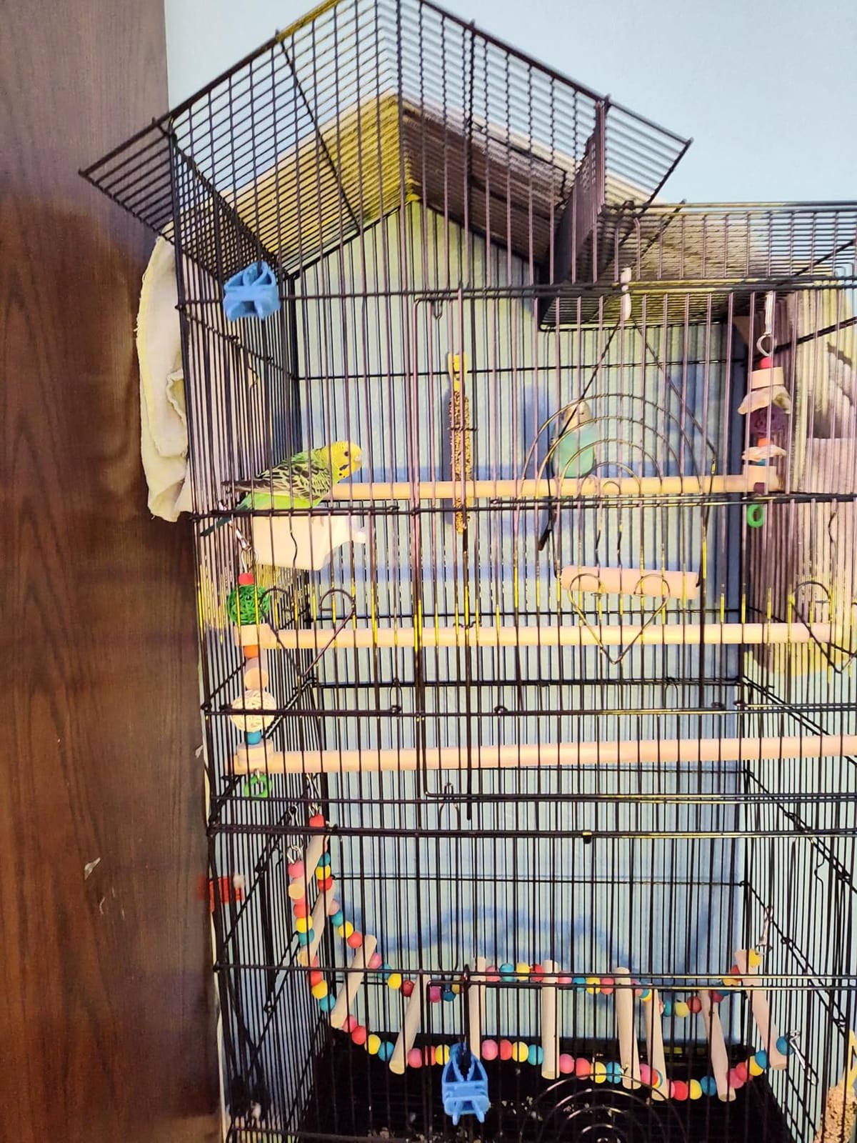 YITAHOME 62 inch Metal Bird Cage, Large Parakeet Cages for Parrot, Cockatiel, Lovebird, Pigeon with Roof Top, Rolling Stand customer photo 2