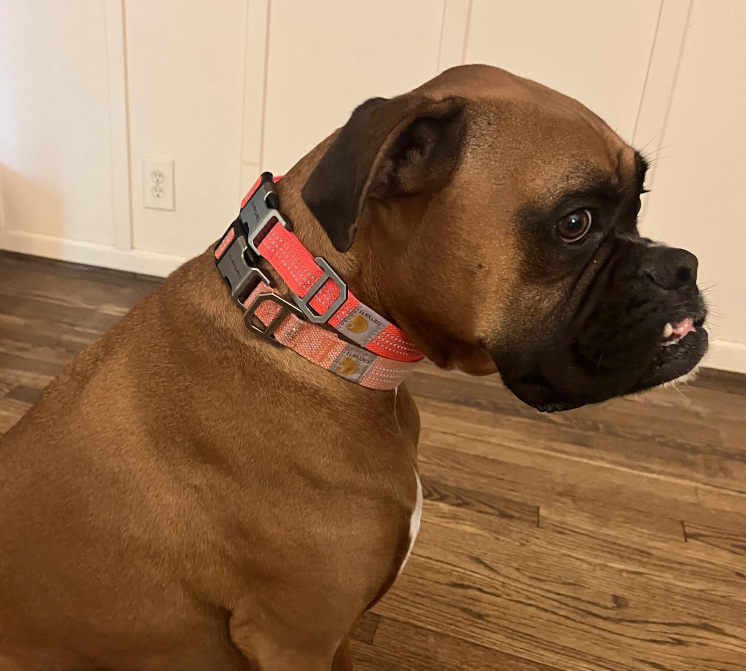 Carhartt Dog Collar Shaded Spruce M | Nylon Webbing, Fully Adjustable with Durable Side Release Buckle and Reflective Stitching customer photo 1