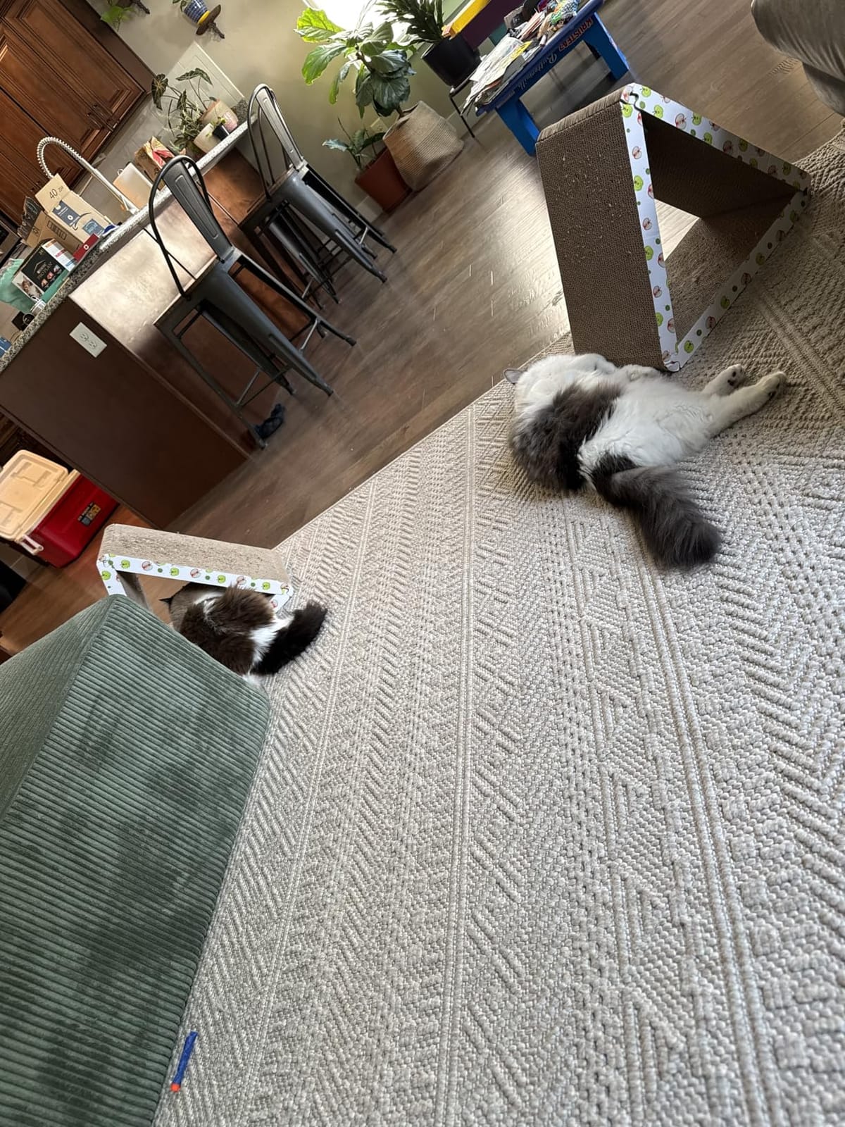 TIMHAKA Cat Scratching Board, Corrugate Cat Scratcher for Indoor Cats with Catnip, Cat Scratch Pad with Premium Scratch Textures Design, Cardboard Cat Scratcher with Double-Sided Usability (Pack of 2) customer photo 1