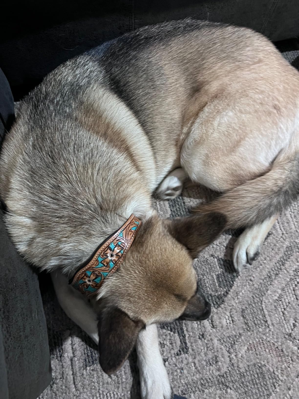 Majestic Ally Leather Dog Collar with Adjustable, Padded Fit for Walking, Hiking, and Running, Designer Western Wear for Puppies, Fancy Colors (Turquoise - Natural, Large) customer photo 1