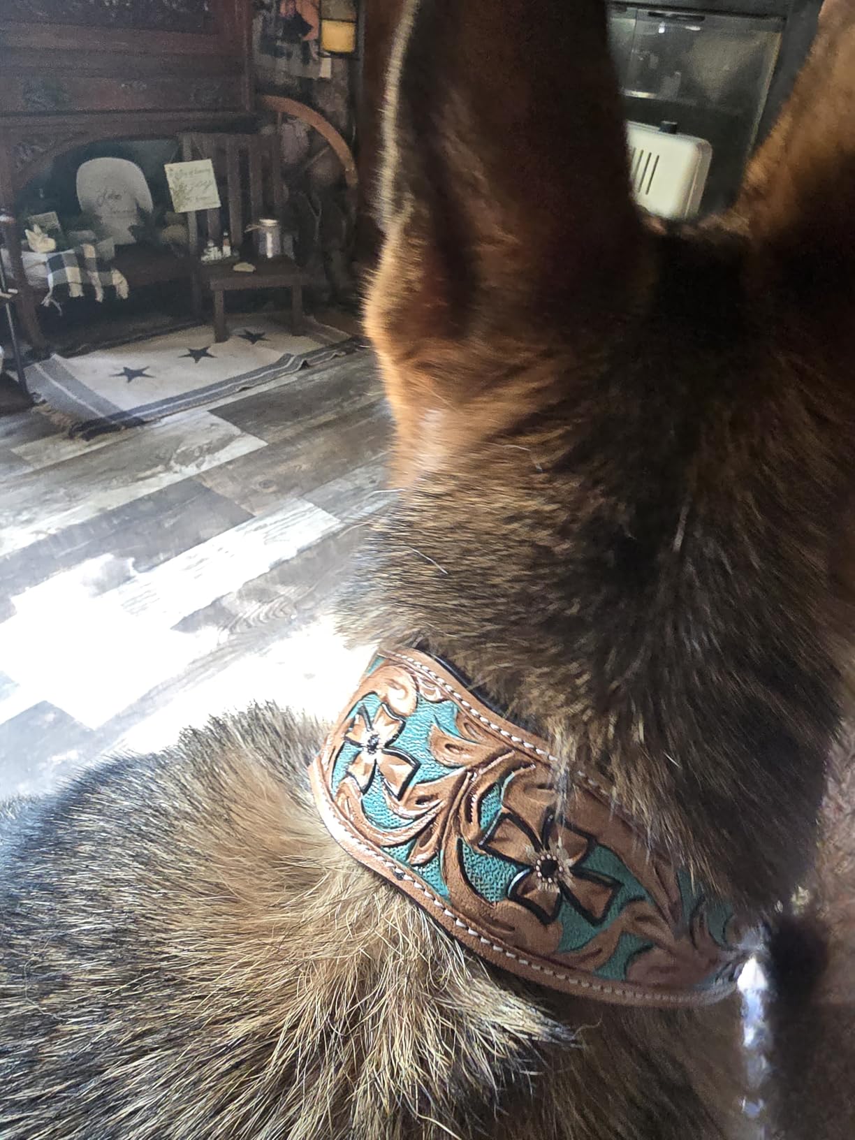 Majestic Ally Leather Dog Collar with Adjustable, Padded Fit for Walking, Hiking, and Running, Designer Western Wear for Puppies, Fancy Colors (Turquoise - Natural, Large) customer photo 2