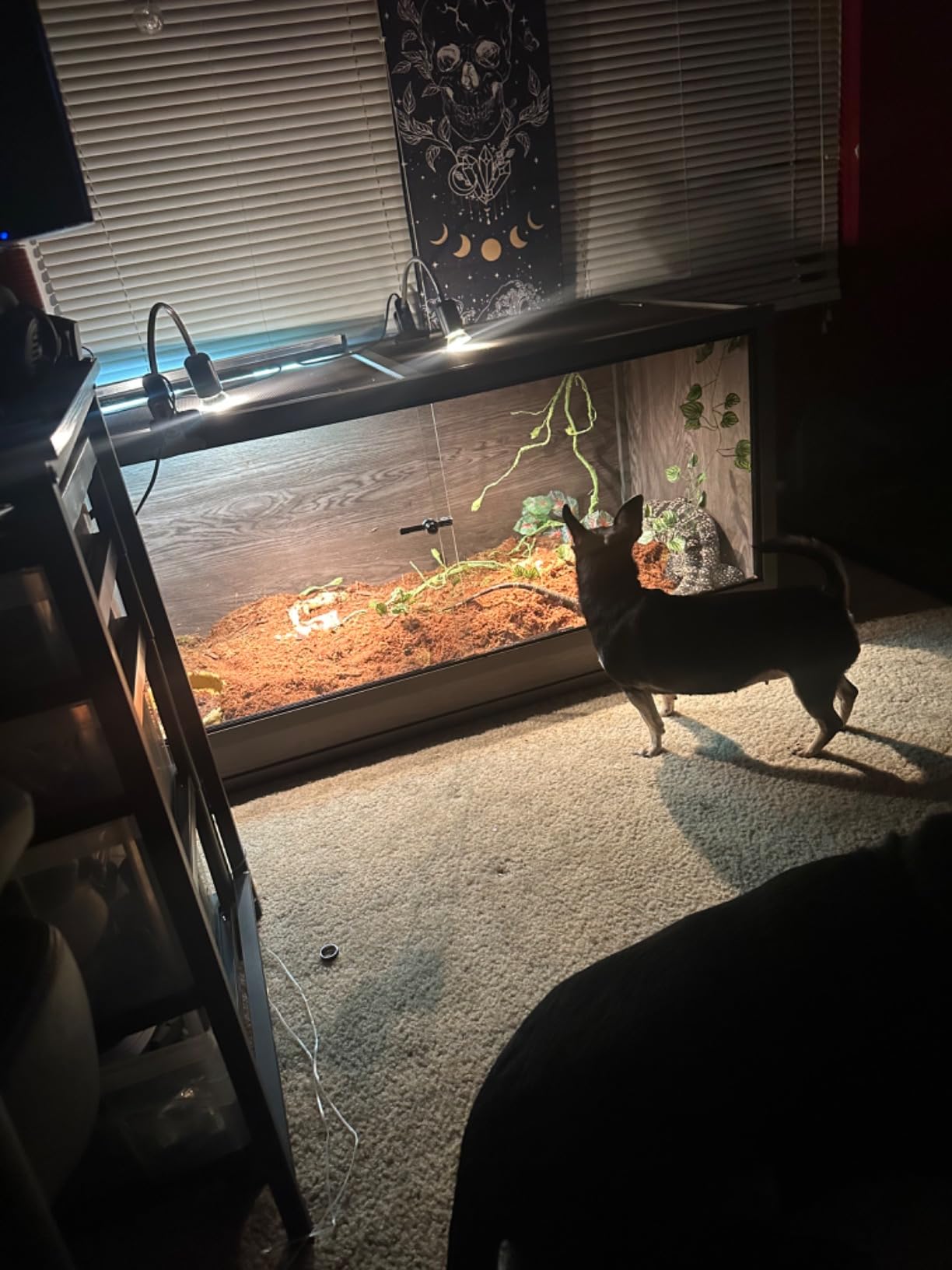 120 Gallon Reptile Tank, 48 x 24 x 24 Wooden Reptile Terrarium with Sliding Door & Top Screen Ventilation, Suitable for Bearded Dragon Ball Python Gecko Lizard, Better Insulation customer photo 1