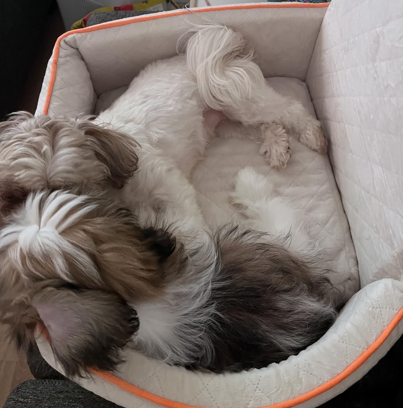 HEGGCOOE Small Dog Car Seat, Memory Foam Dog Booster Car Seats with Thick Cushion for Medium Dogs Under 35lbs, Detachable Washable Dog Bed for Car, Pet Carseat with Storage Pockets, 2 Safety Belts customer photo 1