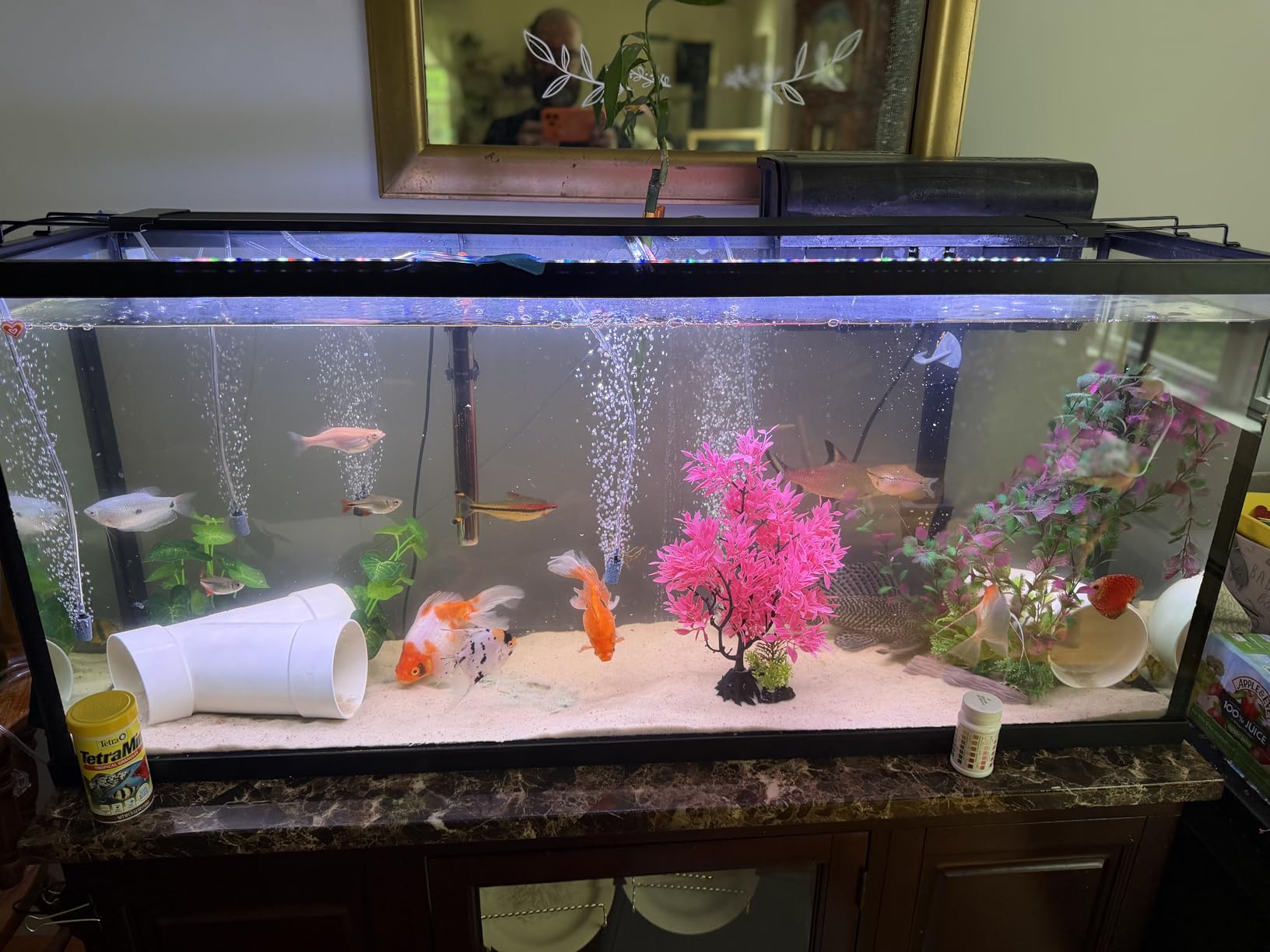AQQA LED Aquarium Light, 24/7 & DIY Mode Full Spectrum Fish Tank Light | Adjustable Timer/Brightness, Extendable Bracket Aquarium Plant Light, Memory Function, IP68 Waterproof, for 24-32 Inch Tank customer photo 1