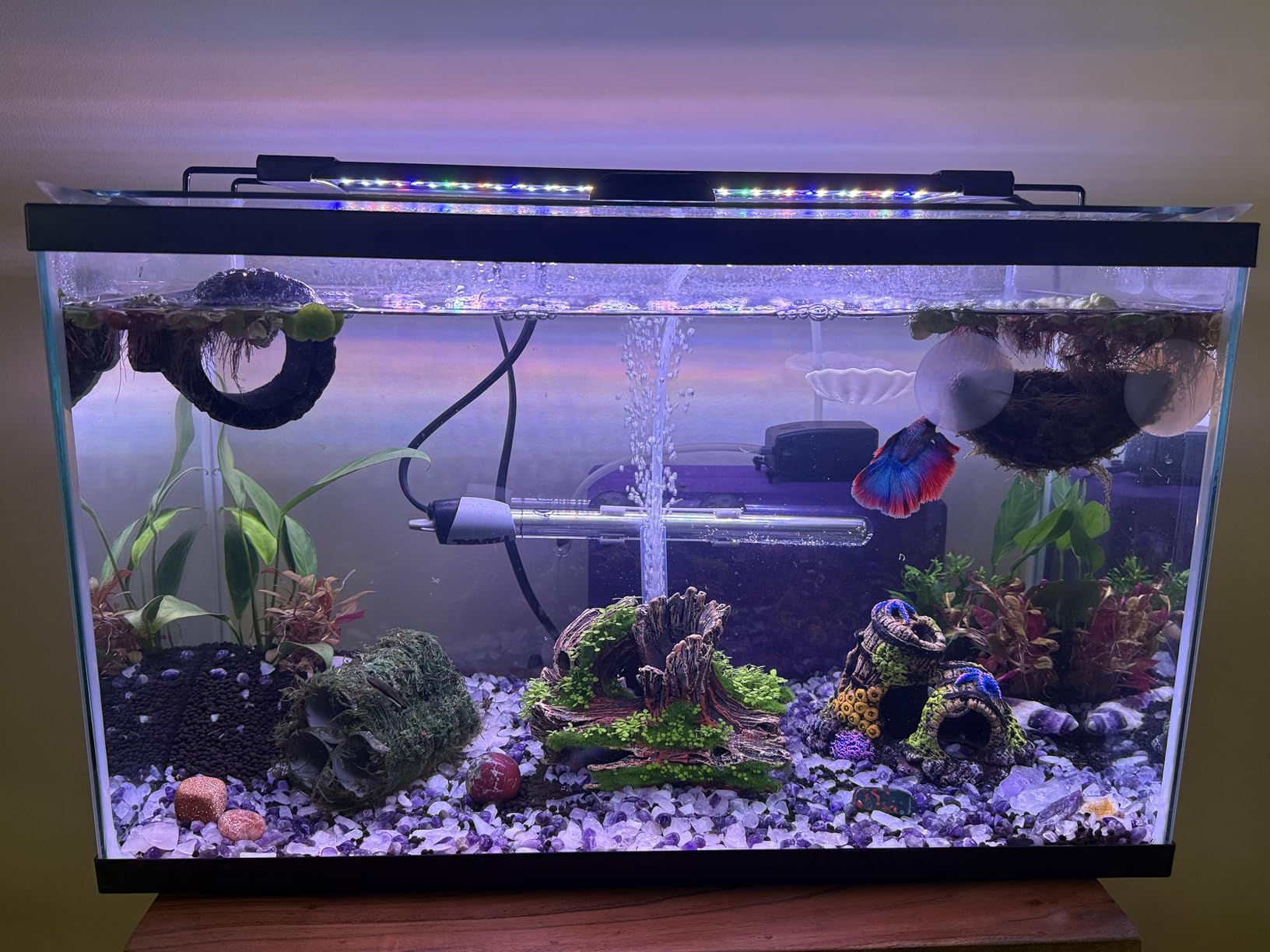 AQQA LED Aquarium Light, 24/7 & DIY Mode Full Spectrum Fish Tank Light | Adjustable Timer/Brightness, Extendable Bracket Aquarium Plant Light, Memory Function, IP68 Waterproof, for 24-32 Inch Tank customer photo 2