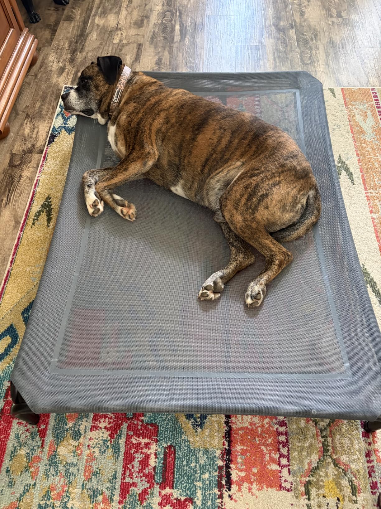 Czpalo Outdoor Elevated Dog Bed for Large Sized Dogs, No-Tool Assembly | Raised design promotes airflow, easy-to-clean mesh, portable, anti-skid feet customer photo 1