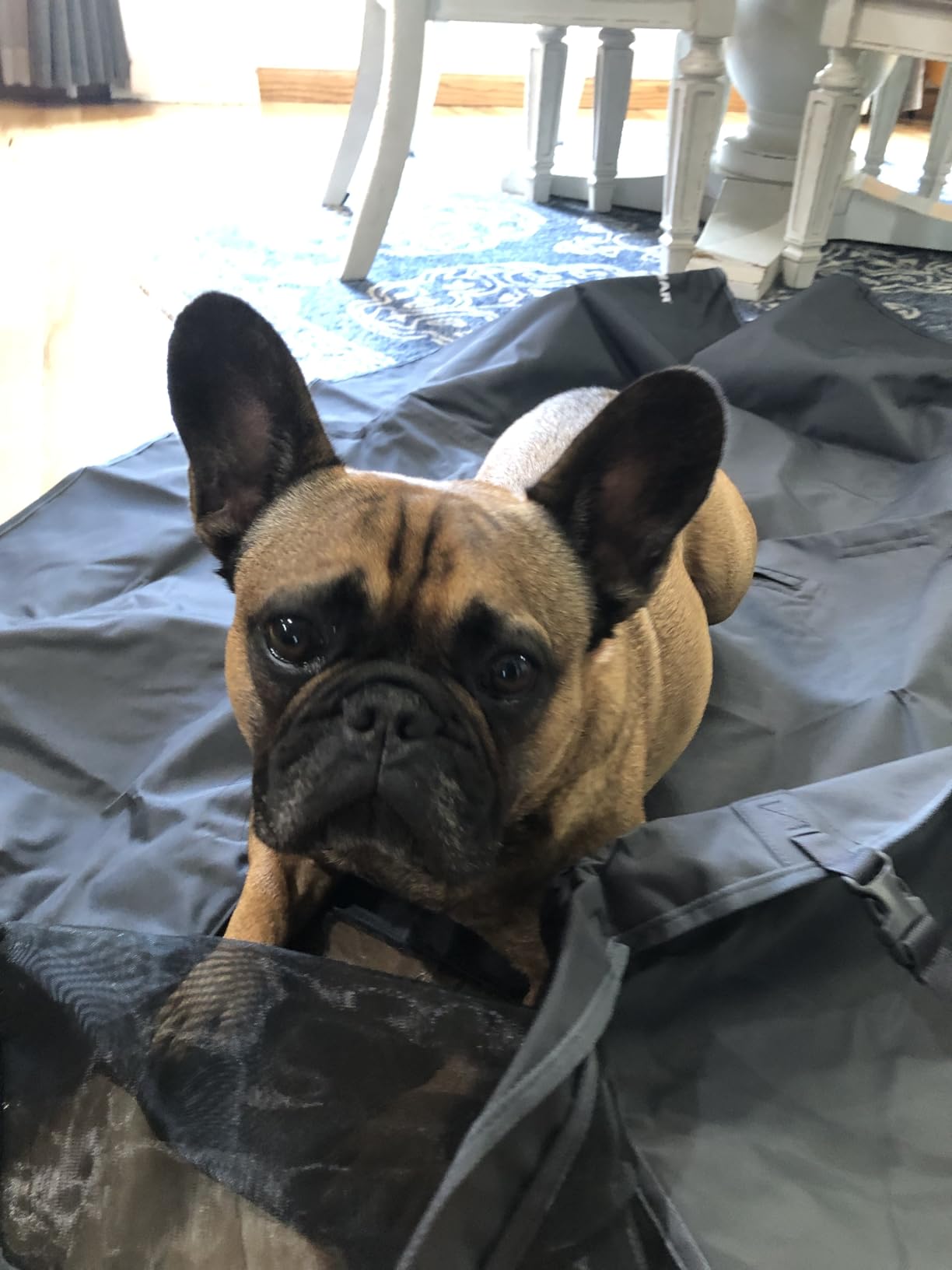 Dirtbag Dog Car Seat Cover, Waterproof, Basalt Gray | 300D Heavy Duty Scratch Proof Nonslip Hammock or Bench, Durable Machine Washable, Back Seat Protector for Cars, SUVs & Trucks customer photo 1