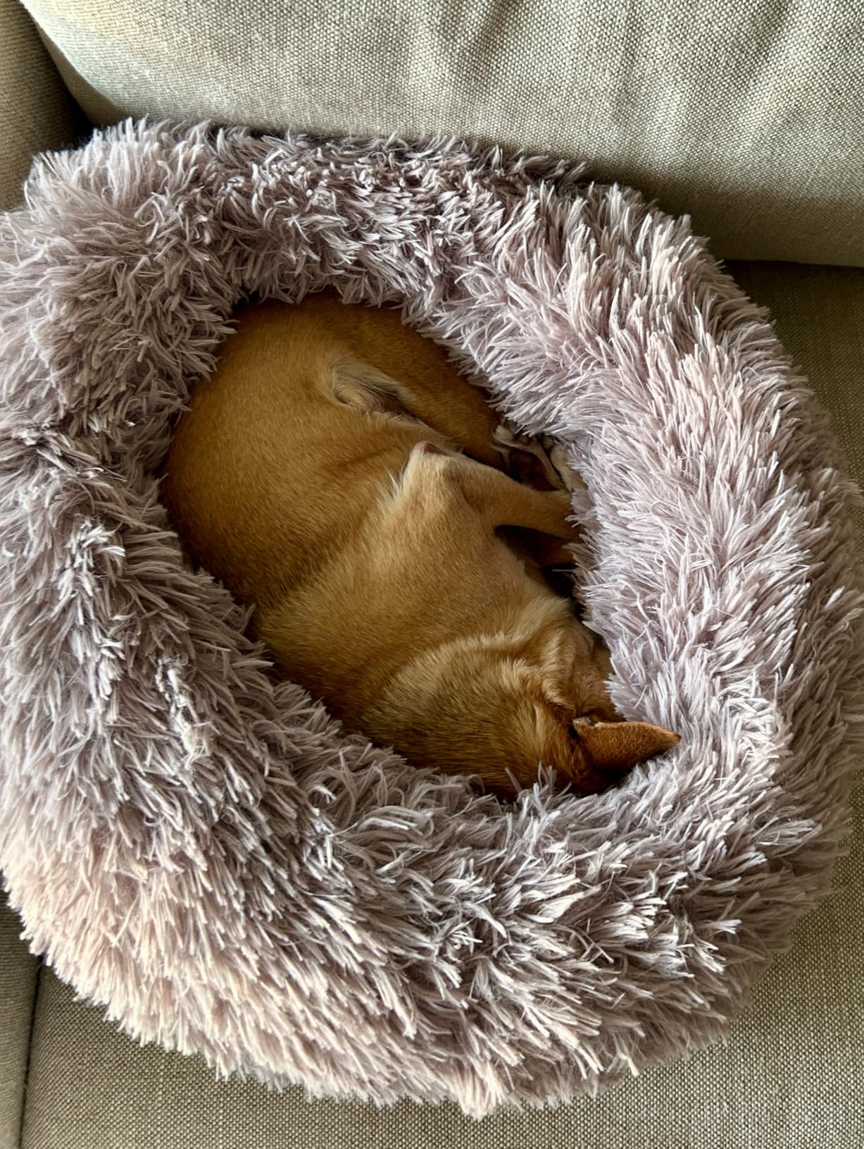 JOLLYVOGUE Calming Dog Bed Medium Size Dog, 31in Donut Washable Medium Pet Bed, Anti-Slip & Anti-Anxiety Fluffy Faux Fur Round Dogs Bed, Fits up to 45 lbs Pets (Smoke Grey) customer photo 1