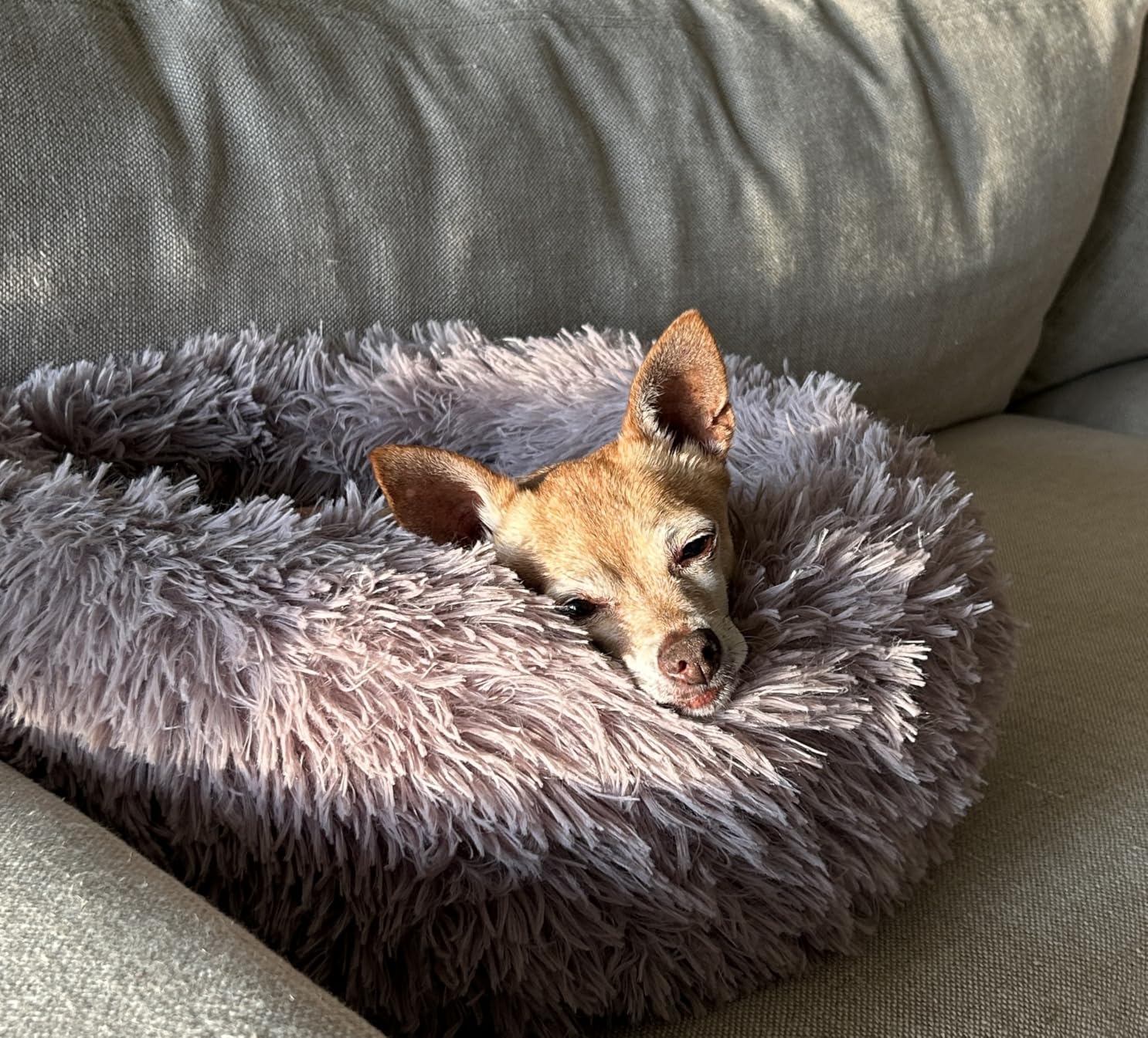 JOLLYVOGUE Calming Dog Bed Medium Size Dog, 31in Donut Washable Medium Pet Bed, Anti-Slip & Anti-Anxiety Fluffy Faux Fur Round Dogs Bed, Fits up to 45 lbs Pets (Smoke Grey) customer photo 2