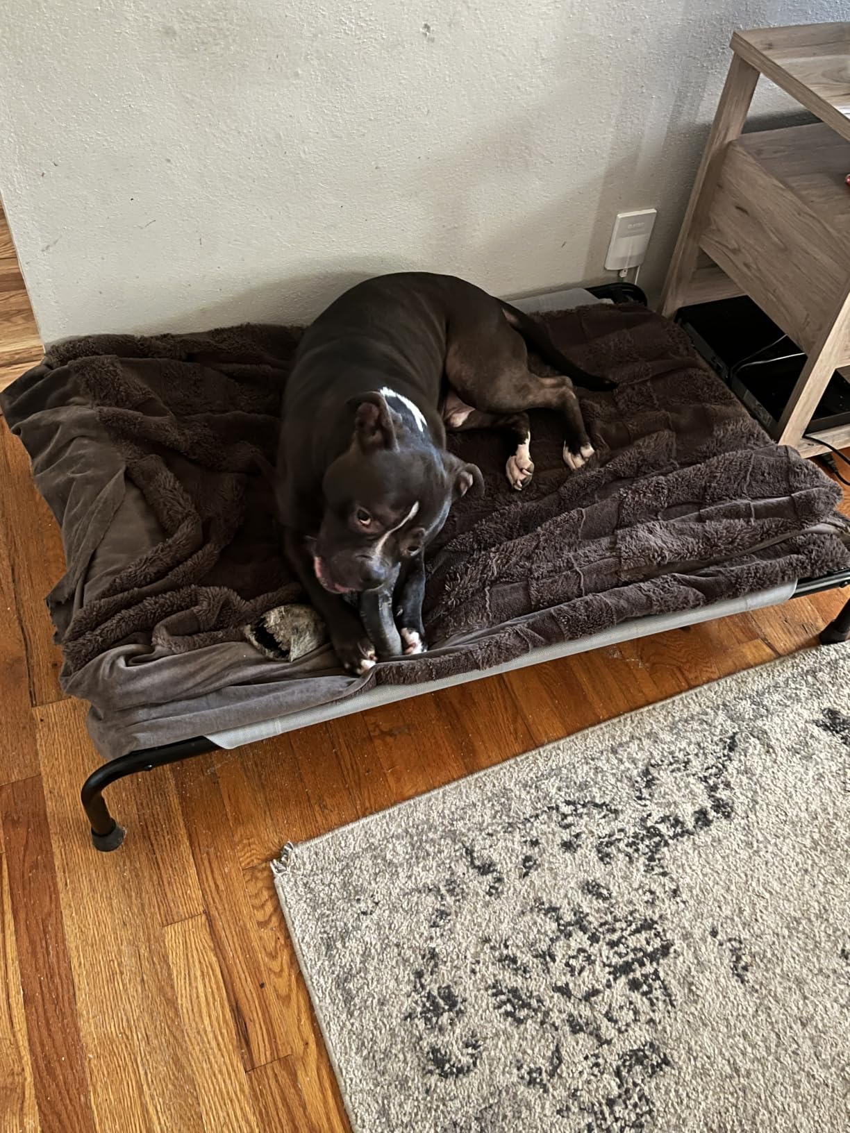 Simple Trending Raised Dog Bed for Large Dogs, Waterproof XL Dog Cot, Outdoor Cooling Elevated Pet Bed Load 200lb, 47.75