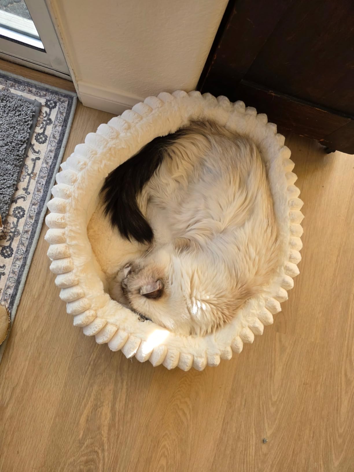 BALANCE Cat Bed Kitten Bed, Washable Round Cat Beds for Indoor Cats, Super Soft Plush Faux Fur Pet Bed for Puppy and Kitten with Anti-Slip Bottom customer photo 1