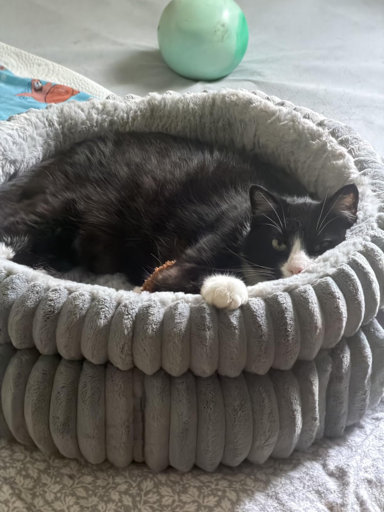 BALANCE Cat Bed Kitten Bed, Washable Round Cat Beds for Indoor Cats, Super Soft Plush Faux Fur Pet Bed for Puppy and Kitten with Anti-Slip Bottom customer photo 2