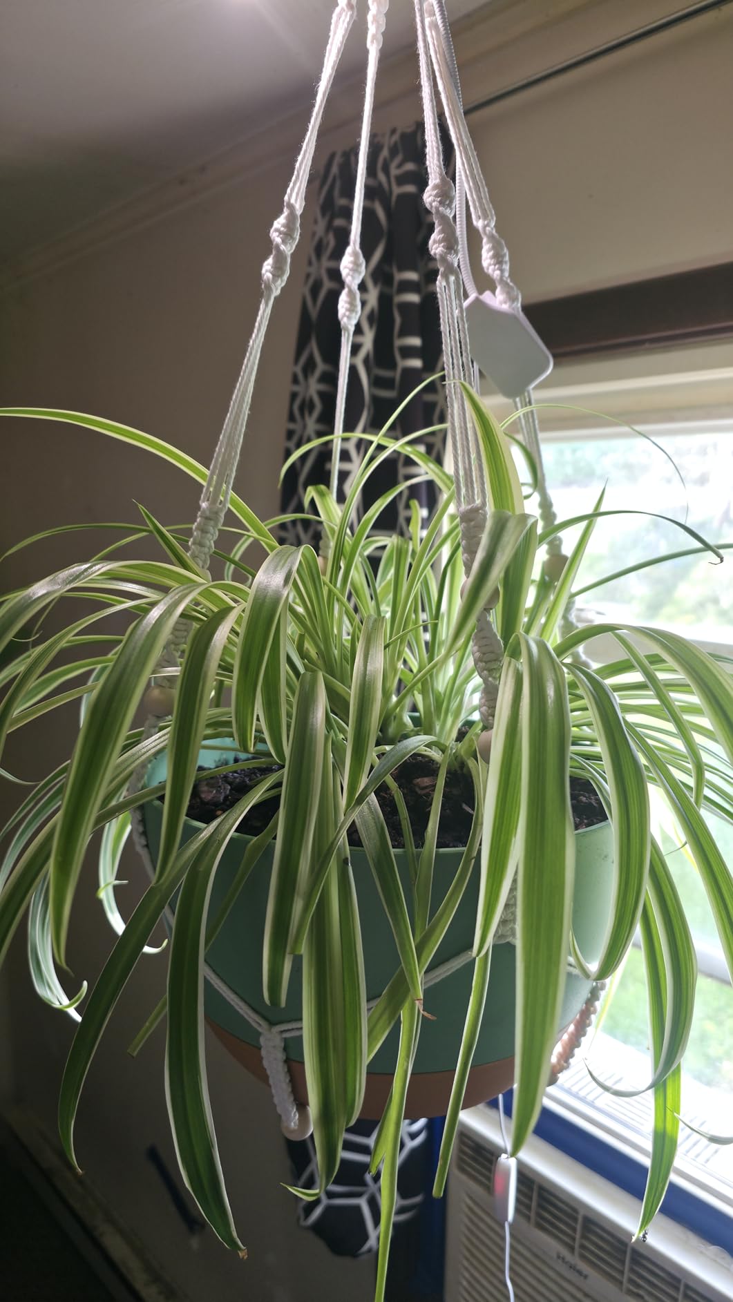 Set of 2-10 Inch Hanging Planters for Indoor Plants with Self-Watering Includes Hanging Pots for Plants, Outdoor Hanging Plant Pot with Drainage, and 2 Types of Hanging Baskets Hangers (White, 10inch) customer photo 2