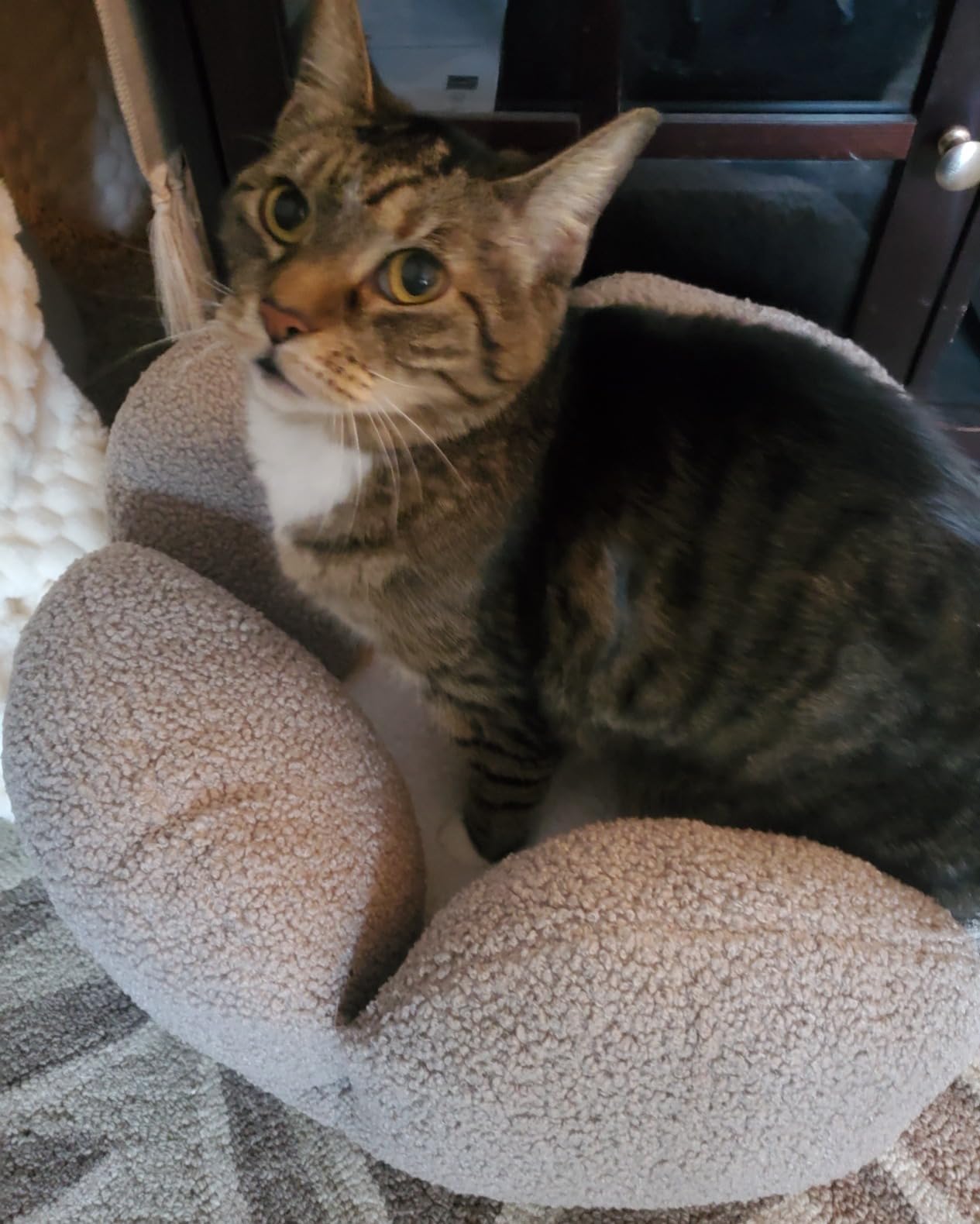 Catstages Purrfect Petals Flower Cat Bed with Plush Support and Raised Sides, Tan, 21 in - Secure, Soft, Comfortable Bed for Cats and Kittens customer photo 2