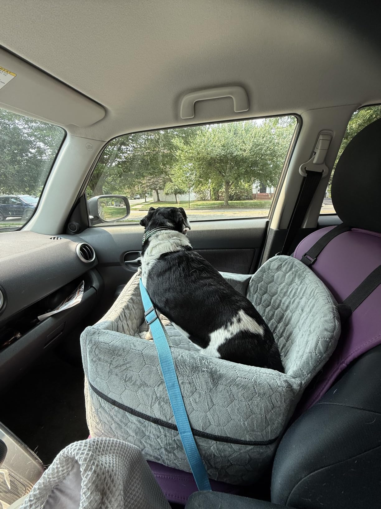 Dog Car Seat for Small/Medium Dogs, Memory Foam Dog Booster Seat, Travel Safety Per Car Seat with Washable Removable Cover, Storage Pockets for Dogs up to 35 lbs (Gray) customer photo 2