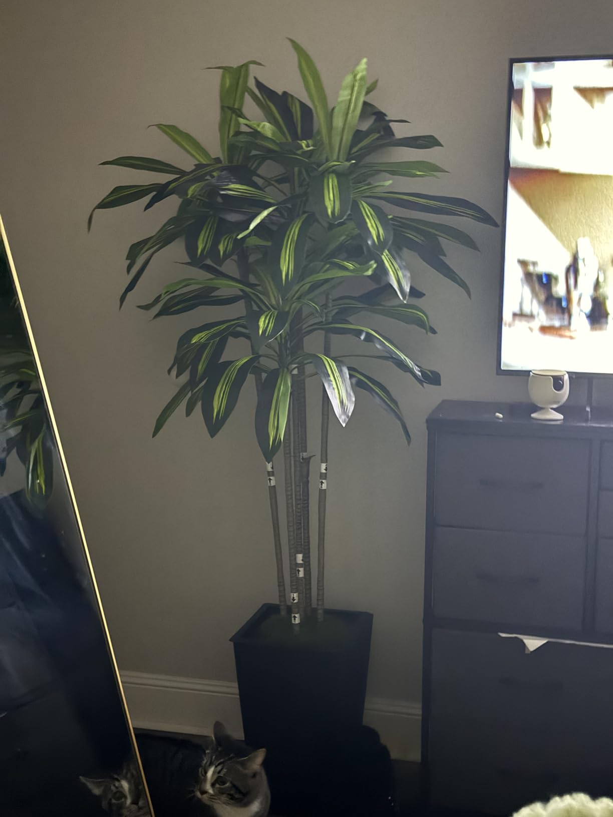 6FT Artificial Dracaena Tree, Fake Tree Indoor with White Tall Planter, Tall Artificial Plants Indoor, Artificial Silk Tree for Home Office Decor (White) customer photo 1