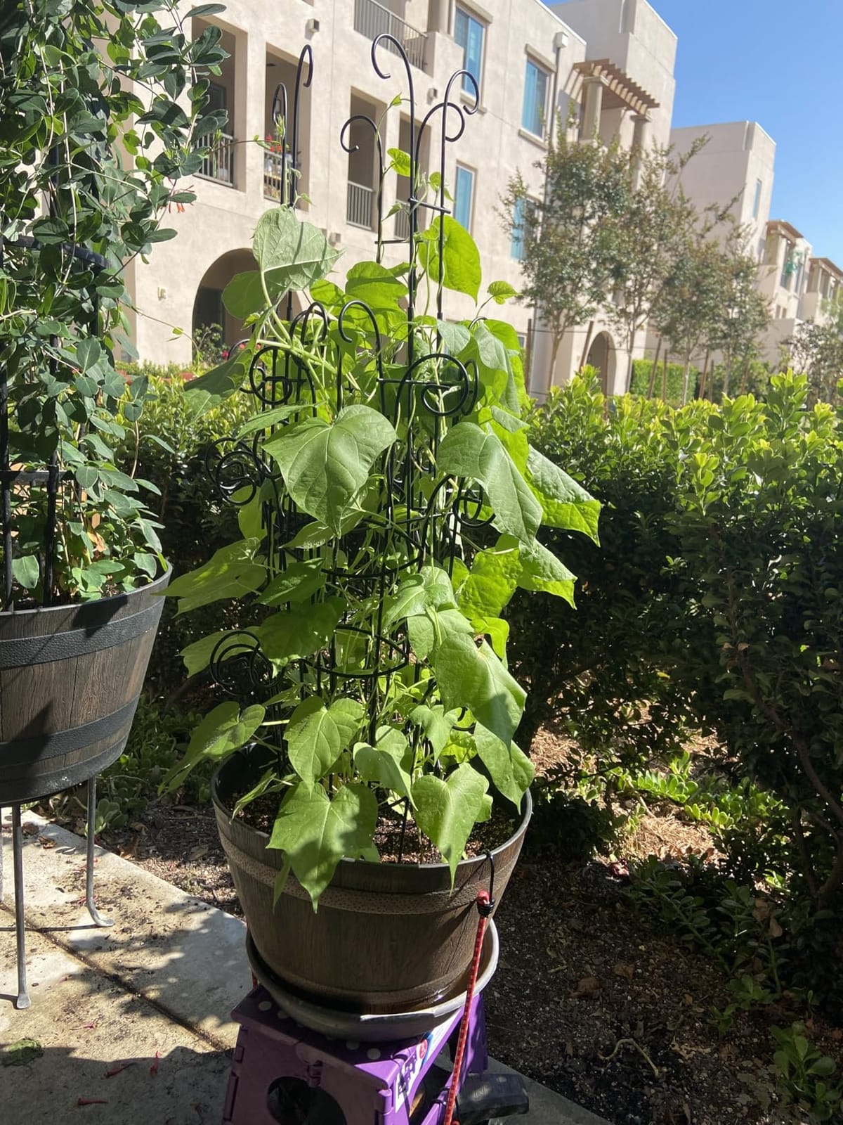 4 Pack 30 Inch Tall Metal Plant Trellis for Climbing Plants Indoor - Rustproof Garden Trellis for Potted Houseplants, Sturdy Support for Ivy, Pothos, Monstera, Hoya & Flower Vines customer photo 1