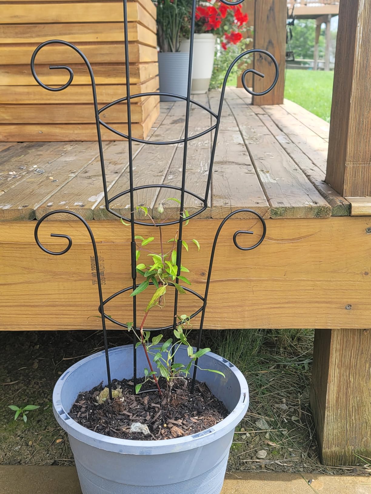 4 Pack 30 Inch Tall Metal Plant Trellis for Climbing Plants Indoor - Rustproof Garden Trellis for Potted Houseplants, Sturdy Support for Ivy, Pothos, Monstera, Hoya & Flower Vines customer photo 2