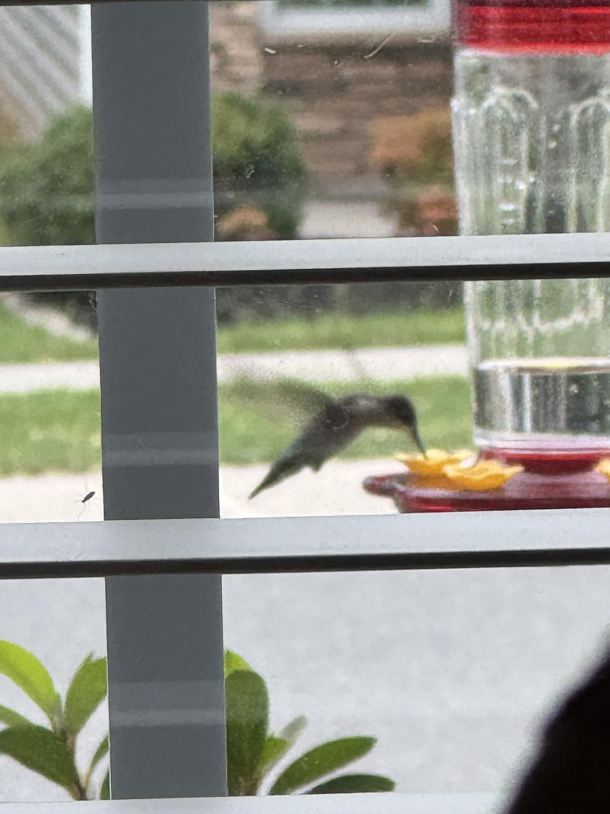 2 Pack Plastic Hummingbird Feeders for Outdoors Hanging Ant and Bee Proof, 15 Ounces Red Hummingbird Feeder with 5 Feeding Ports and Perches, Built-in Ant Moat, Outside Garden Décor customer photo 1