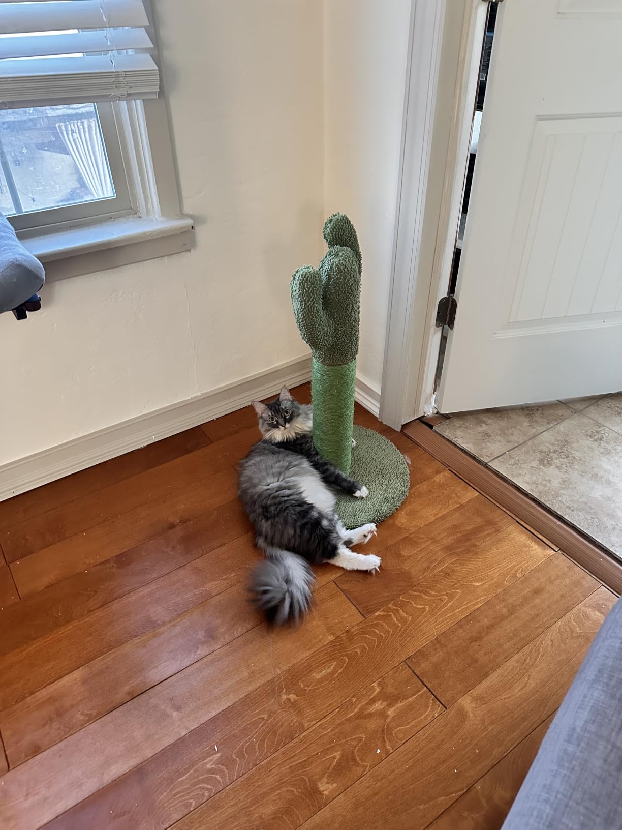 Amazon Basics Cactus Cat Tower for Indoor Cats, 4-in-1 Scratching Post with Curved Perch, Cozy Condo, Natural Sisal, Interactive Dangling Ball, 30.7 in H, Green customer photo 1