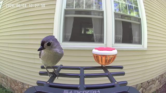 Smart Bird Feeder with Camera Solar Powered, 2K HD Video, AI Bird Species Identification, Instant Arrival Alerts, Weatherproof Design for Effortless Birdwatching, Best Gift for BirdLovers customer photo 1