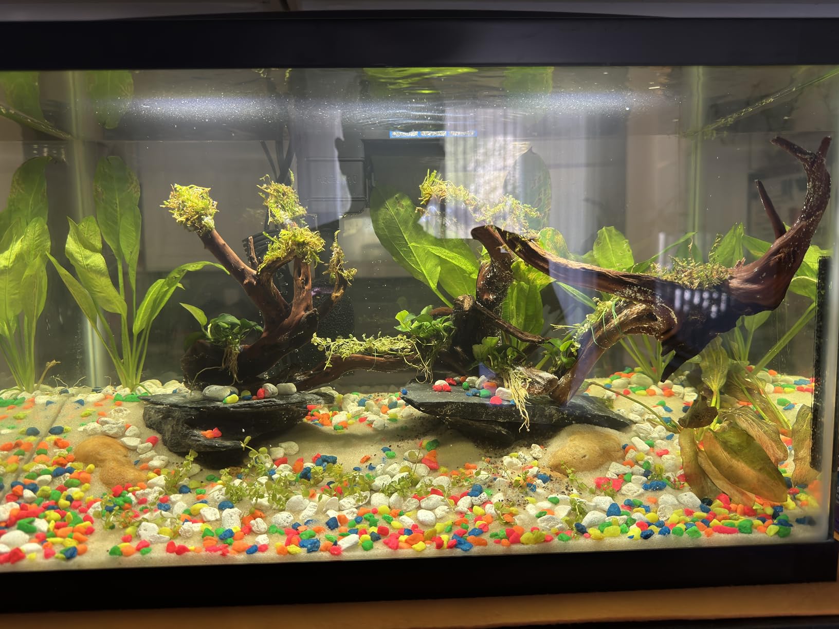 Aqueon Aquarium Starter Kit with Smart Clean Filtration and LED Lighting, Freshwater and Saltwater Fish, Perfect for Tetras, Guppies, Platies, 10-Gallon customer photo 2