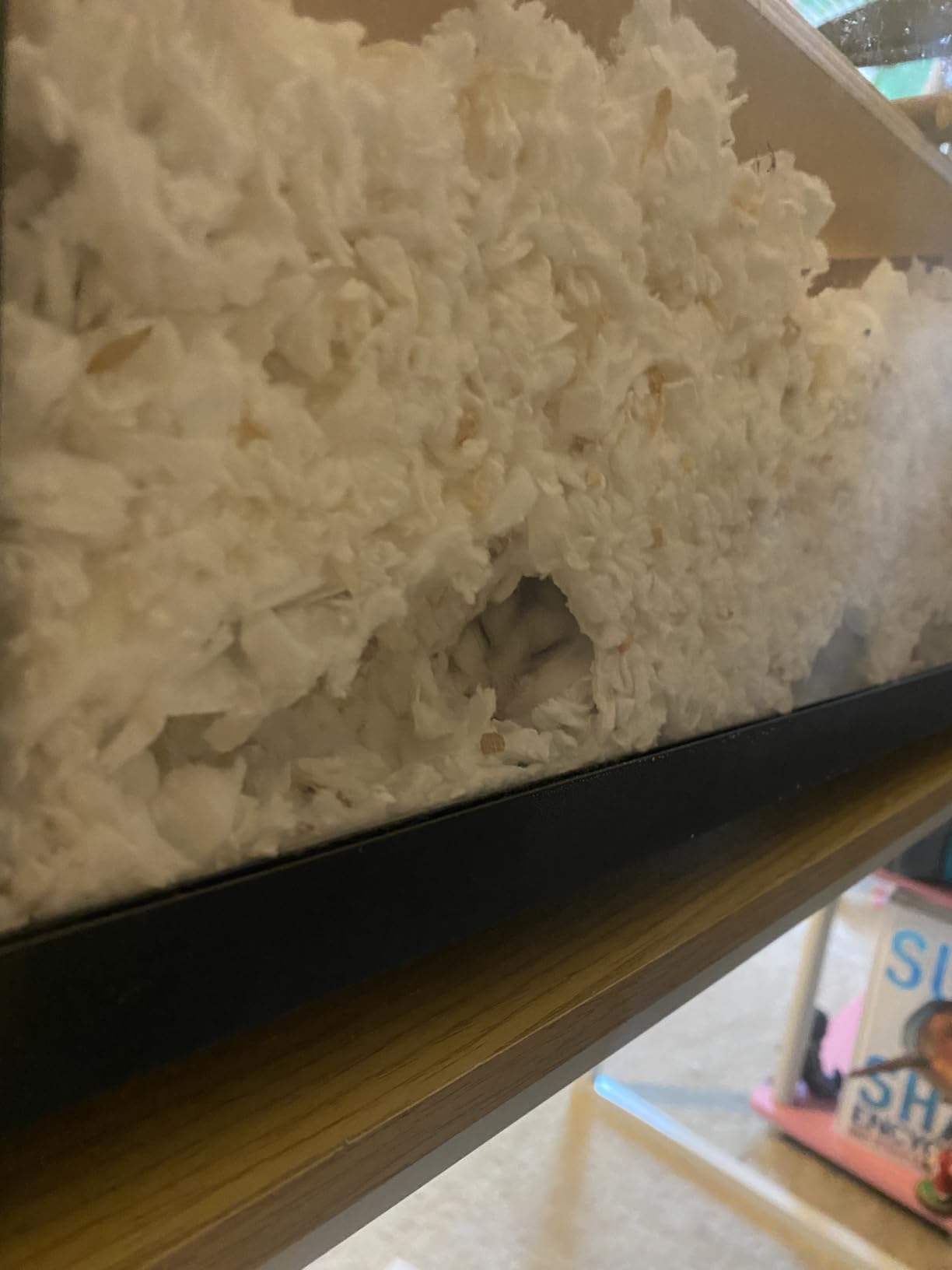 VEVOR Hamster Cage, 360 Viewing Transparent Hamster Habitats, Small Animal Cage customer photo 1