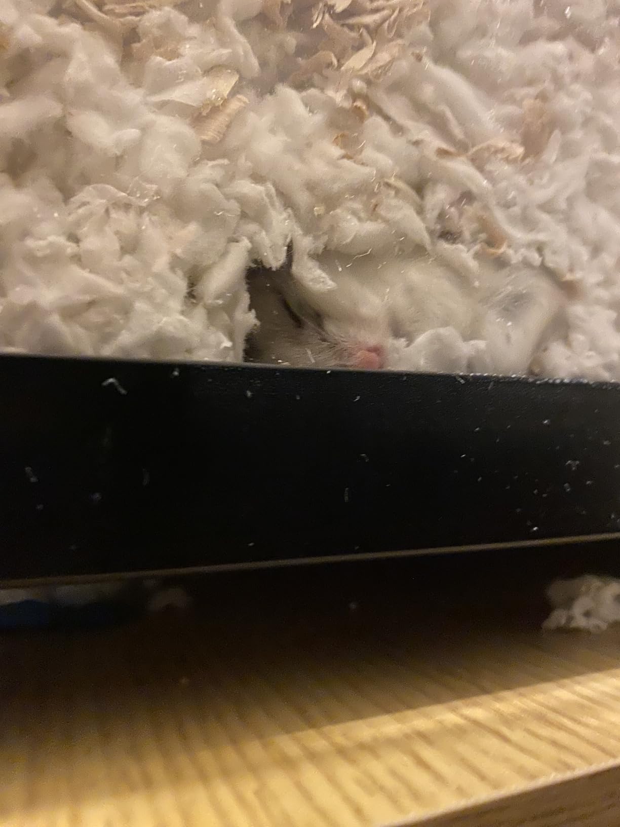 VEVOR Hamster Cage, 360 Viewing Transparent Hamster Habitats, Small Animal Cage customer photo 2