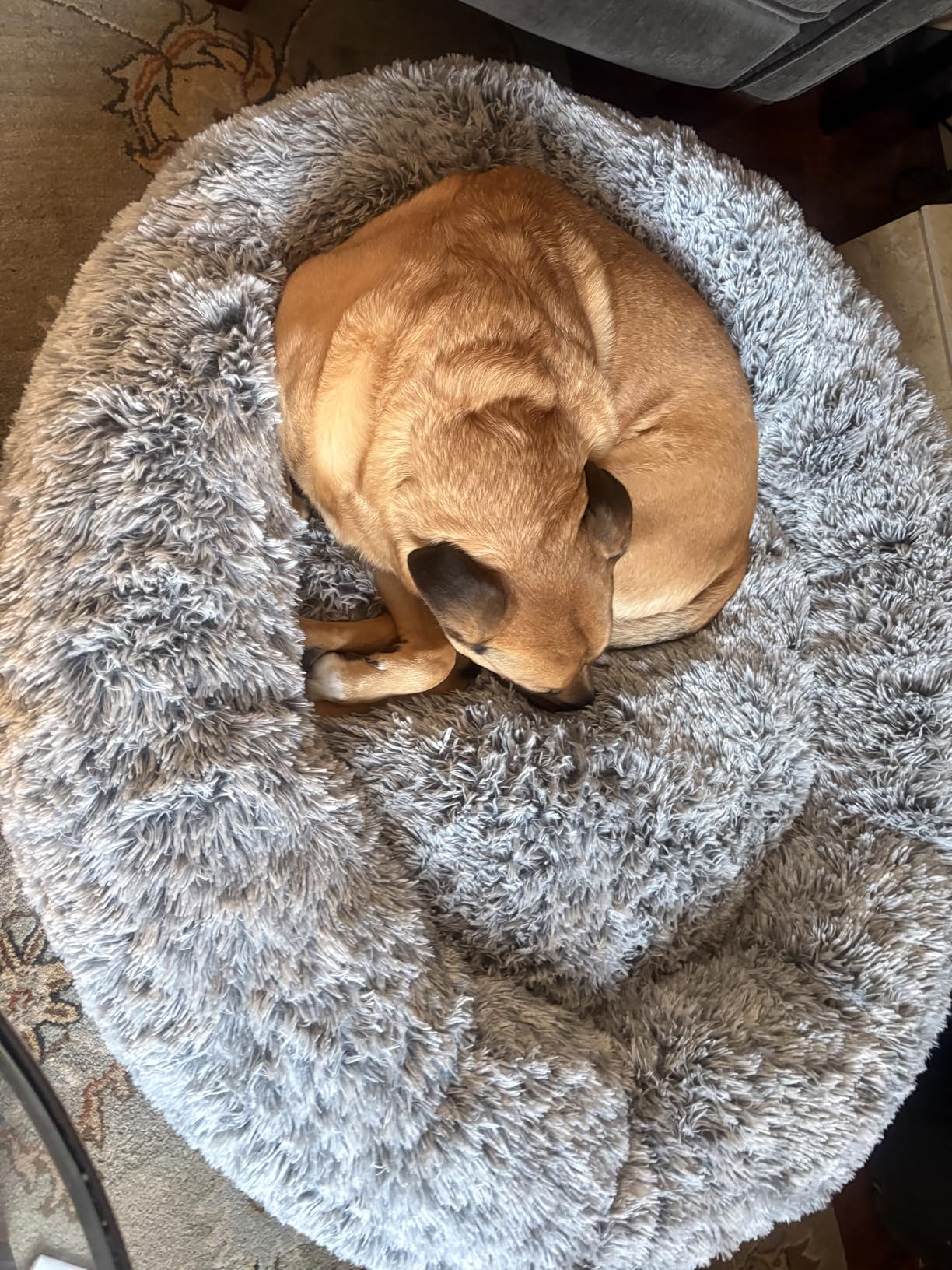 36 inches Faux Fur Fluffy Donut Dog Bed for Large Dogs, Dark Grey - Calming Plush Round Pet Bed with Removable & Washable Cover, Fits up to 80 lbs Pets customer photo 1