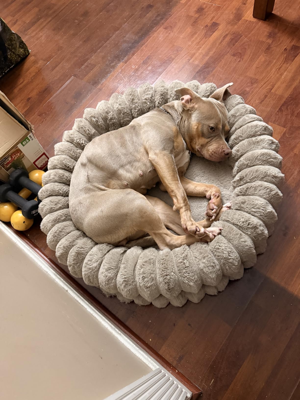 BALANCE Luxury Donut Dog Bed, 30 Inches Round Dog Bed Medium Size Dogs Washable, Orthopedic Calming Dogs Bed for Pets with Anti-Slip Bottom, Oatmeal customer photo 1