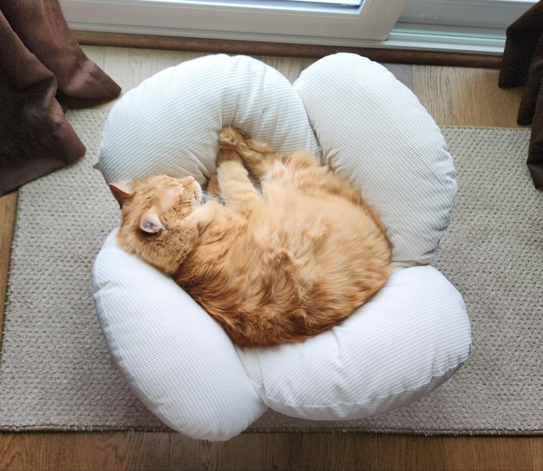 CHEERHOME PETS Elevated Cat Bed for Indoor Cats Couch Sofa Flower | Pet Beds with Soft Washable Cushion, Stable Wooden Frame, Raised Cat Hammock & Furniture for Kitty & Puppy All-Season (White) customer photo 1