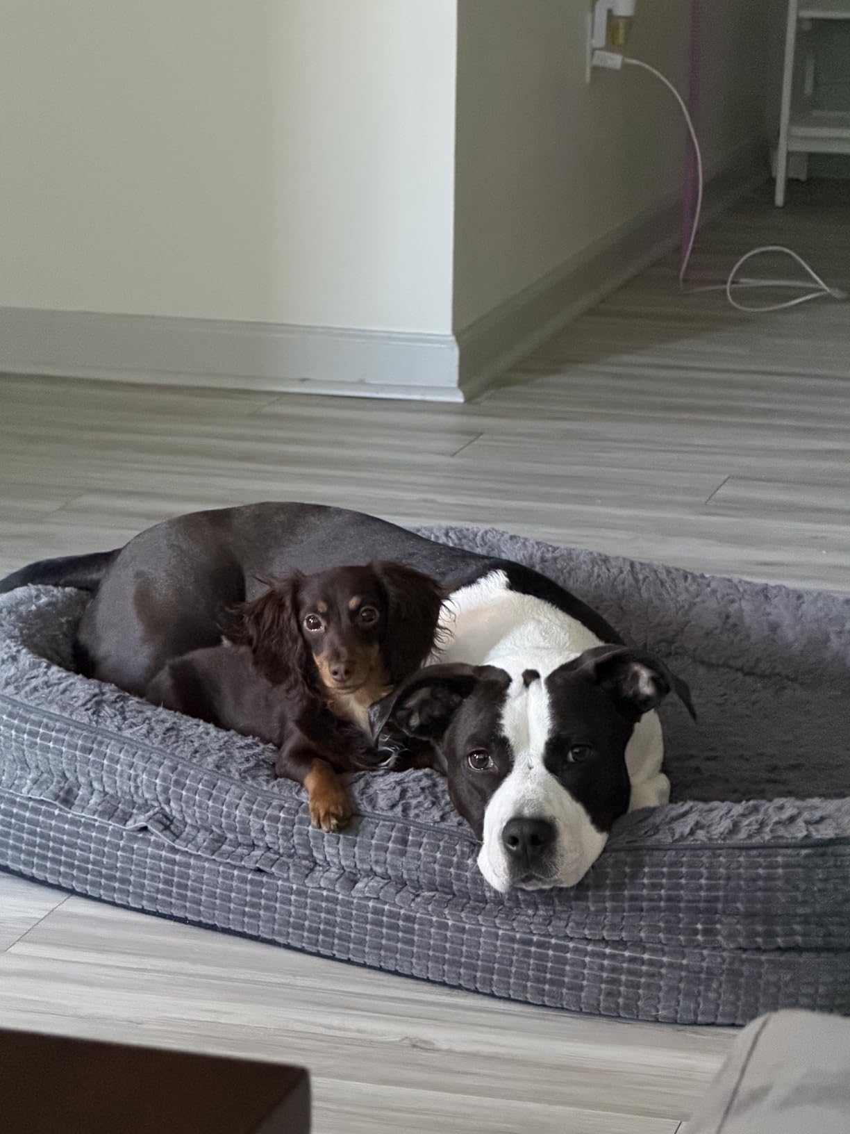 JOEJOY Orthopedic Dog Beds Large Sized Dog, XL Egg-Crate Memory Foam Pet Couch Bed with Bolster Sides, Waterproof Lining, Removable Washable Cover & Non-Slip Bottom, Grey customer photo 1