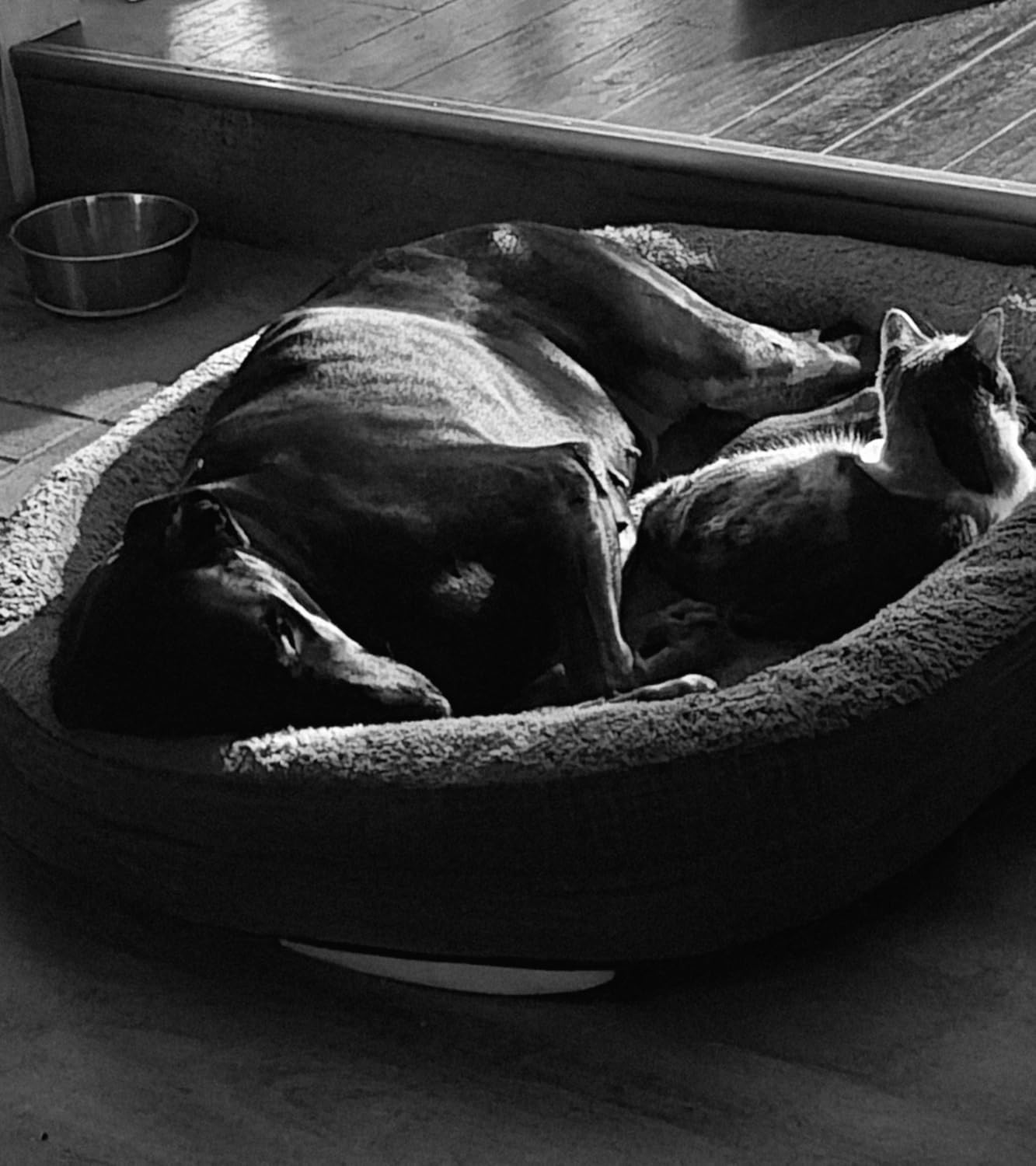 JOEJOY Orthopedic Dog Beds Large Sized Dog, XL Egg-Crate Memory Foam Pet Couch Bed with Bolster Sides, Waterproof Lining, Removable Washable Cover & Non-Slip Bottom, Grey customer photo 2