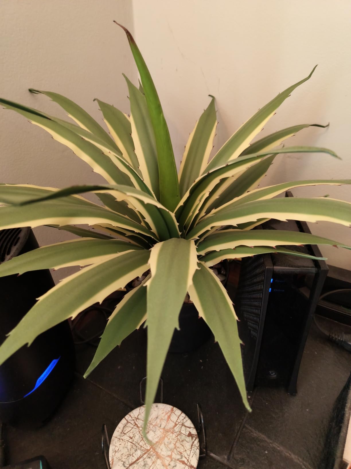 Hollyone Large Artificial Agave Plants 16.9