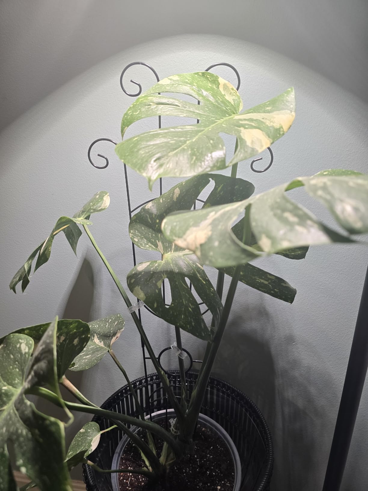 Coomin 32.6in Monstera Plant Support Trellis for Indoor Plants, 2P | Metal Garden Plant Trellis for Climbing Plants, Fits for Pothos Vine Snake Climber Support customer photo 2
