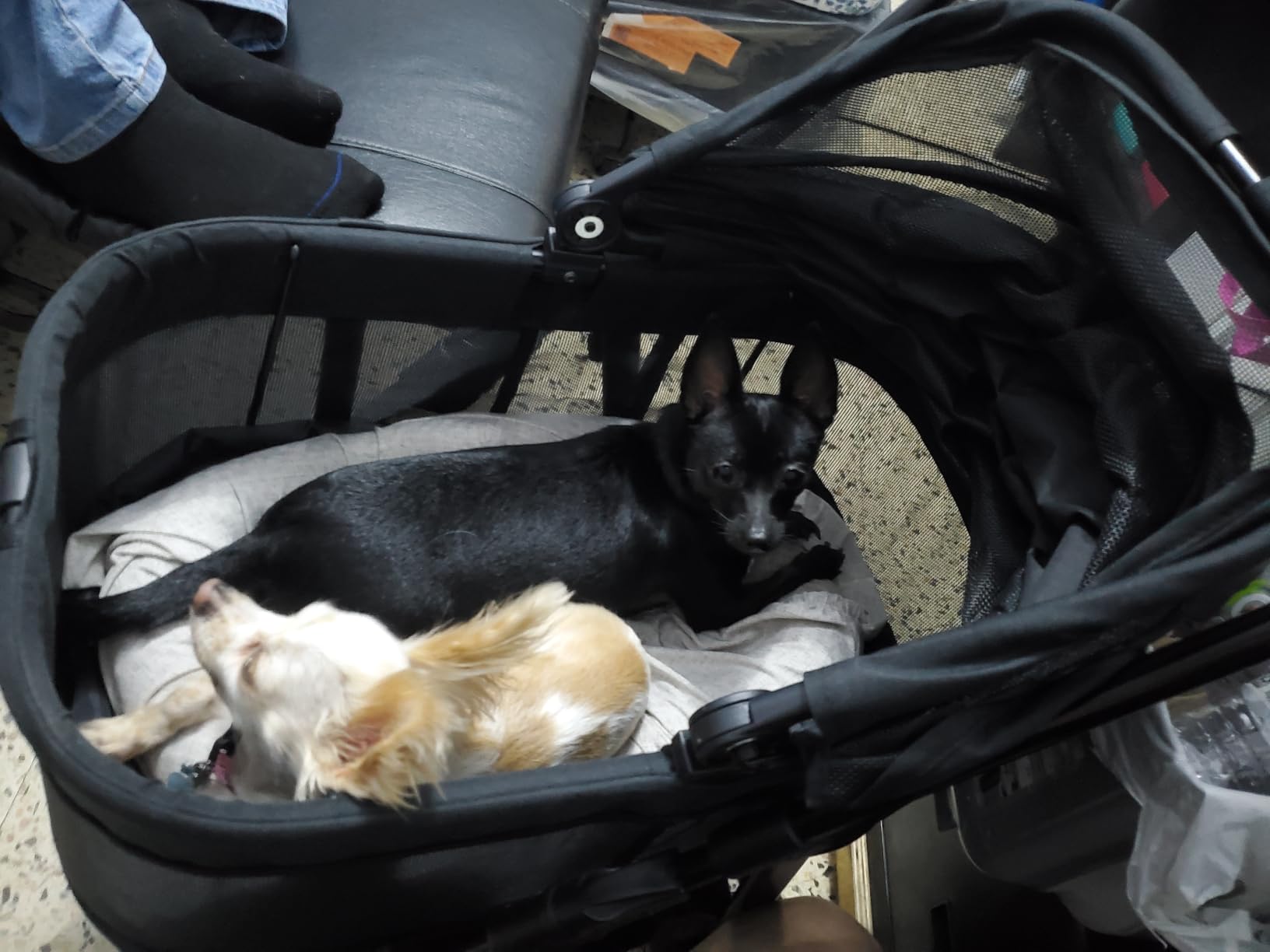 Zoosky 3 in 1 Dog Stroller, Folding Pet Stroller w/Removable Carrier | Small/Medium Dogs and Cats, Waterproof, All-Terrain & 2 Sun Shades, Car Seat, 360 Breathable Mesh customer photo 1