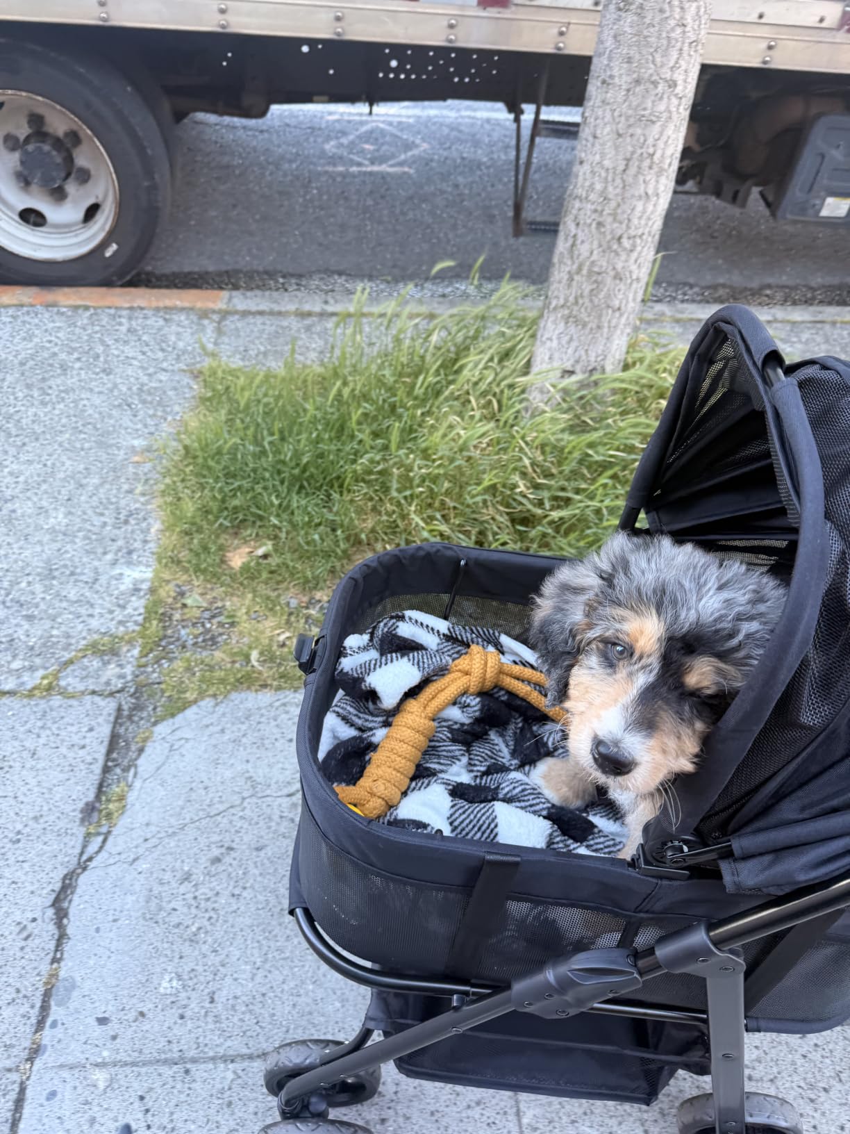 Zoosky 3 in 1 Dog Stroller, Folding Pet Stroller w/Removable Carrier | Small/Medium Dogs and Cats, Waterproof, All-Terrain & 2 Sun Shades, Car Seat, 360 Breathable Mesh customer photo 2