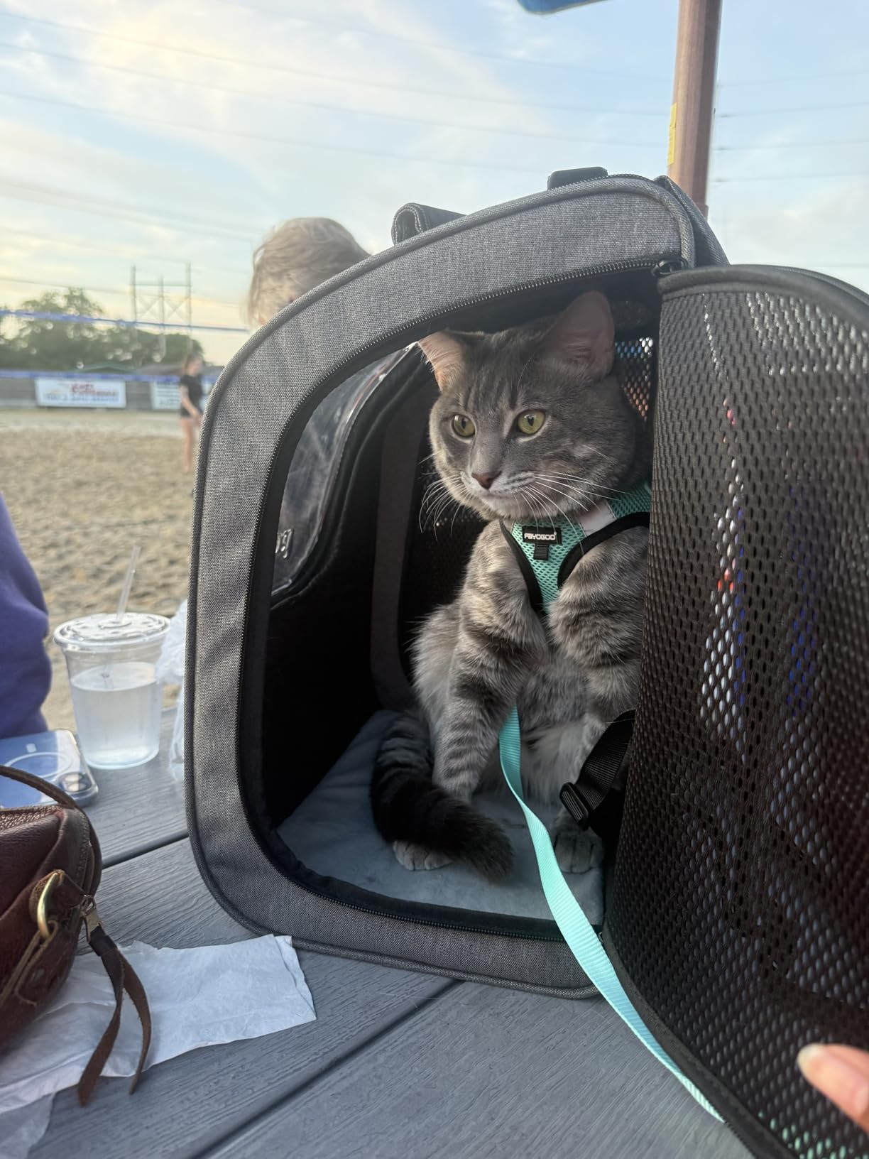 Pecute Cat Backpack Carrier, Large Space Cat Bubble Backpack, Ergonomic, Gray | Sunshade Curtain Backpack for Small Dogs, Safety Rope, Sturdy, Large Mesh for Breathability, Suitable for Outdoor, Vet customer photo 1