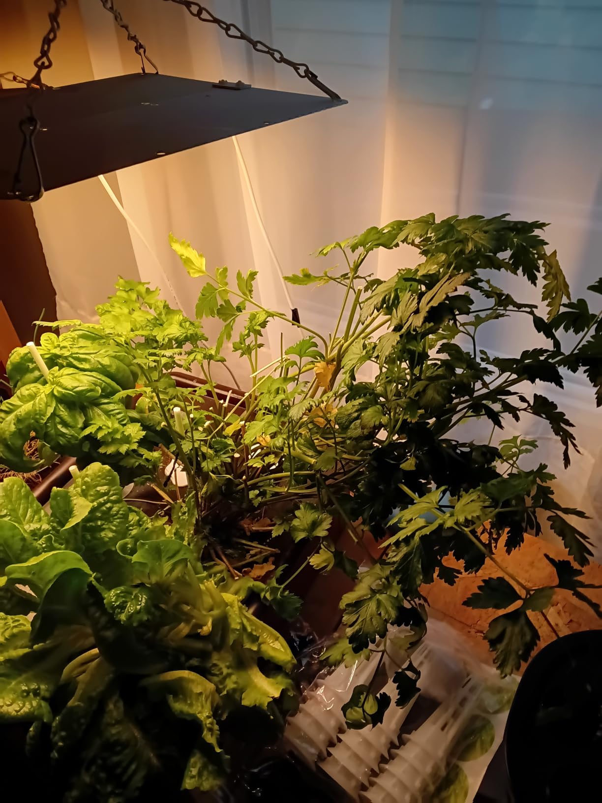 MG-15 Hydroponic Growing System Kits, Smart Indoor Garden with 24W Grow LED Light Full Spectrum, 15 Pods Herb Garden Planter Indoor Gardening for Gifts, Kitchen customer photo 1